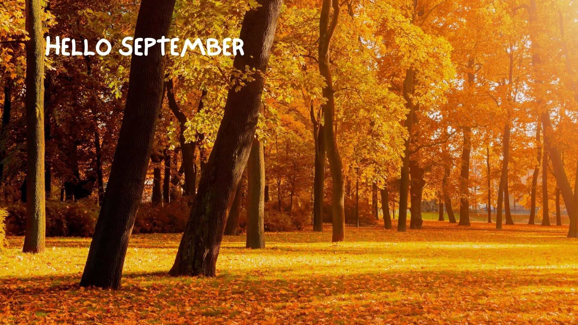 September Desktop, autumn park scene, golden autumn leaves, Full HD Desktop Wallpaper