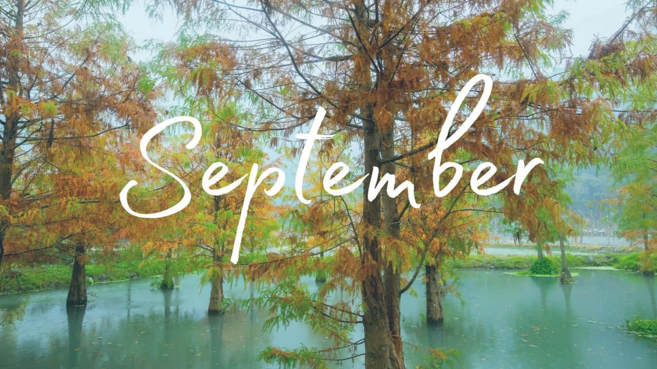 September, autumnal cypress trees, orange and green foliage, HD Desktop Wallpaper