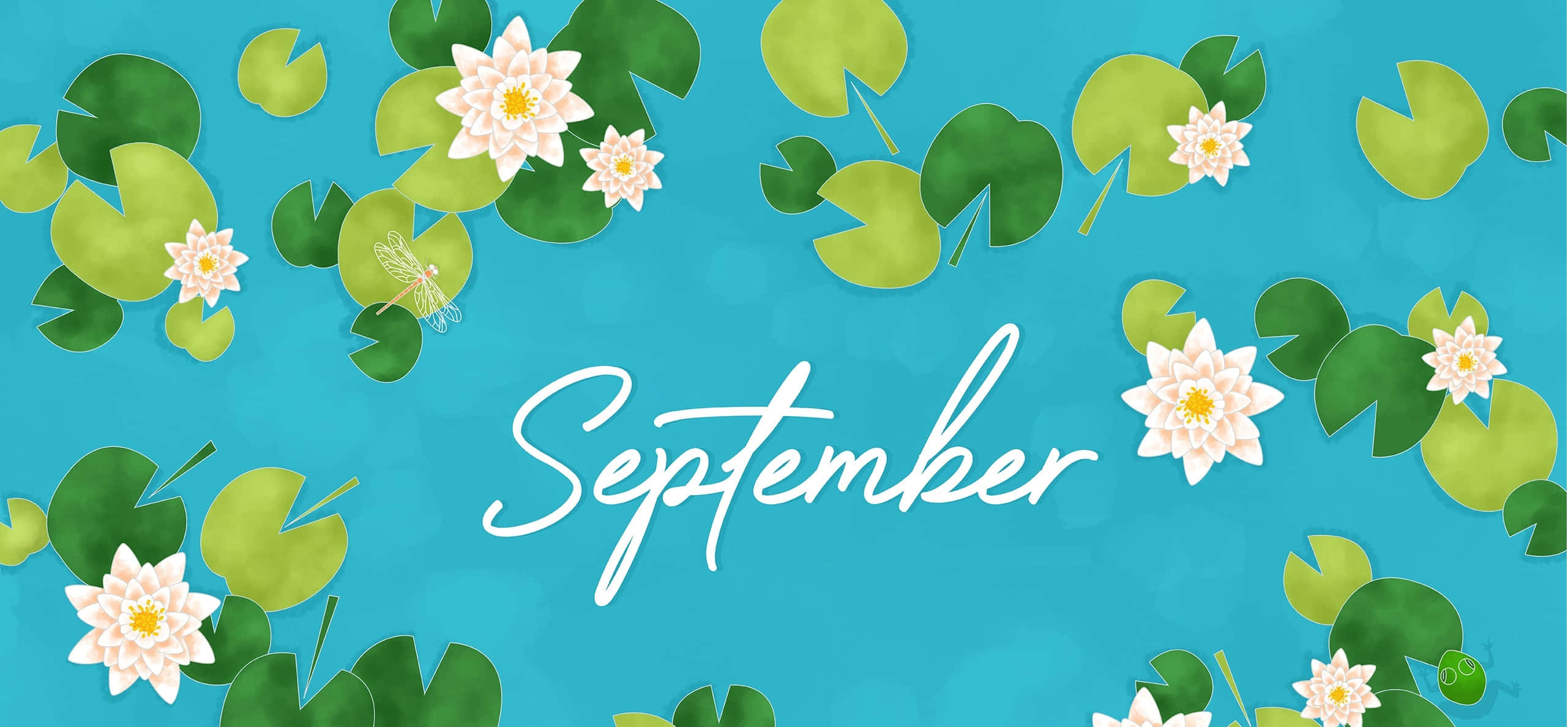 September, white water lilies, green lily pads, 2K Desktop Wallpaper