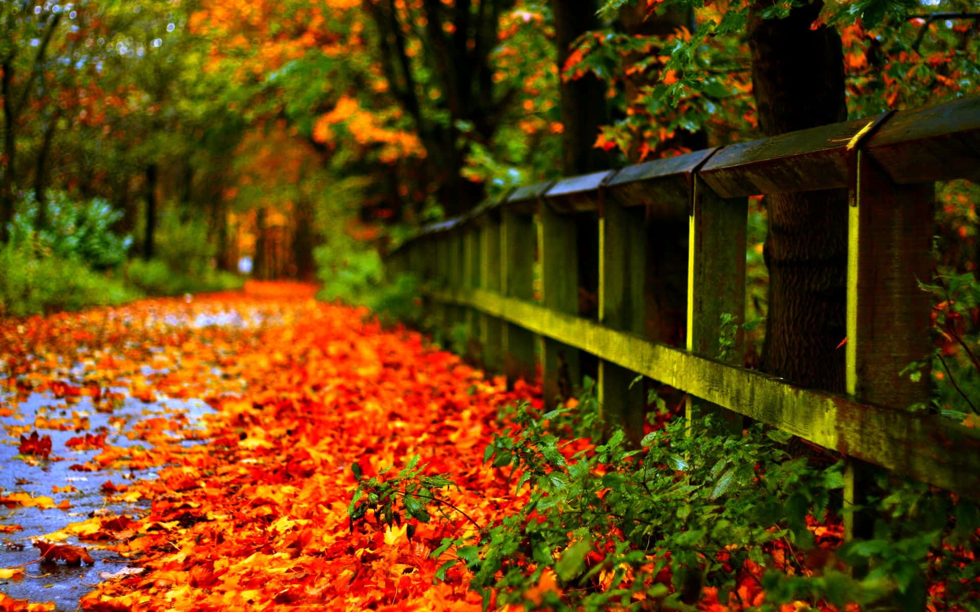 autumn, forest path, orange leaves, Full HD Desktop Wallpaper