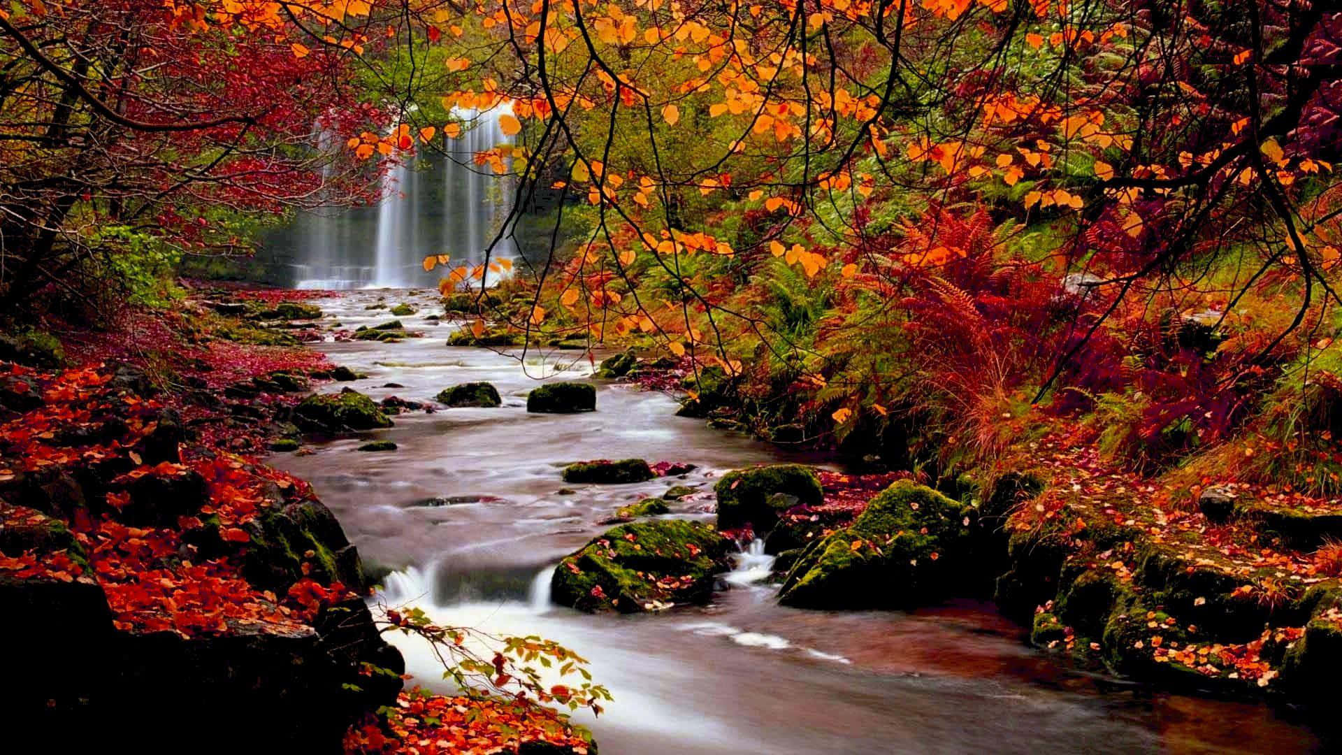 autumn forest, stream, mossy rocks, Full HD Desktop Wallpaper