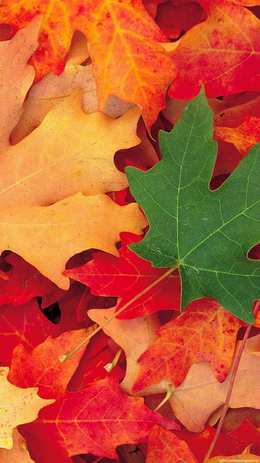 Autumn iPhone 6 Plus, autumn maple leaves, fiery red orange, Full HD Phone Wallpaper