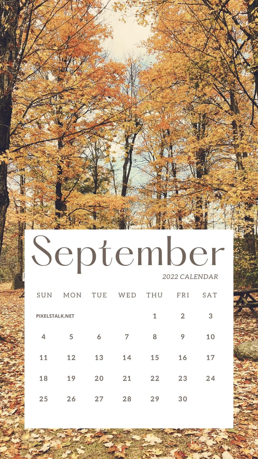 September 2022 calendar, forest scene, golden autumn leaves, Full HD Phone Wallpaper