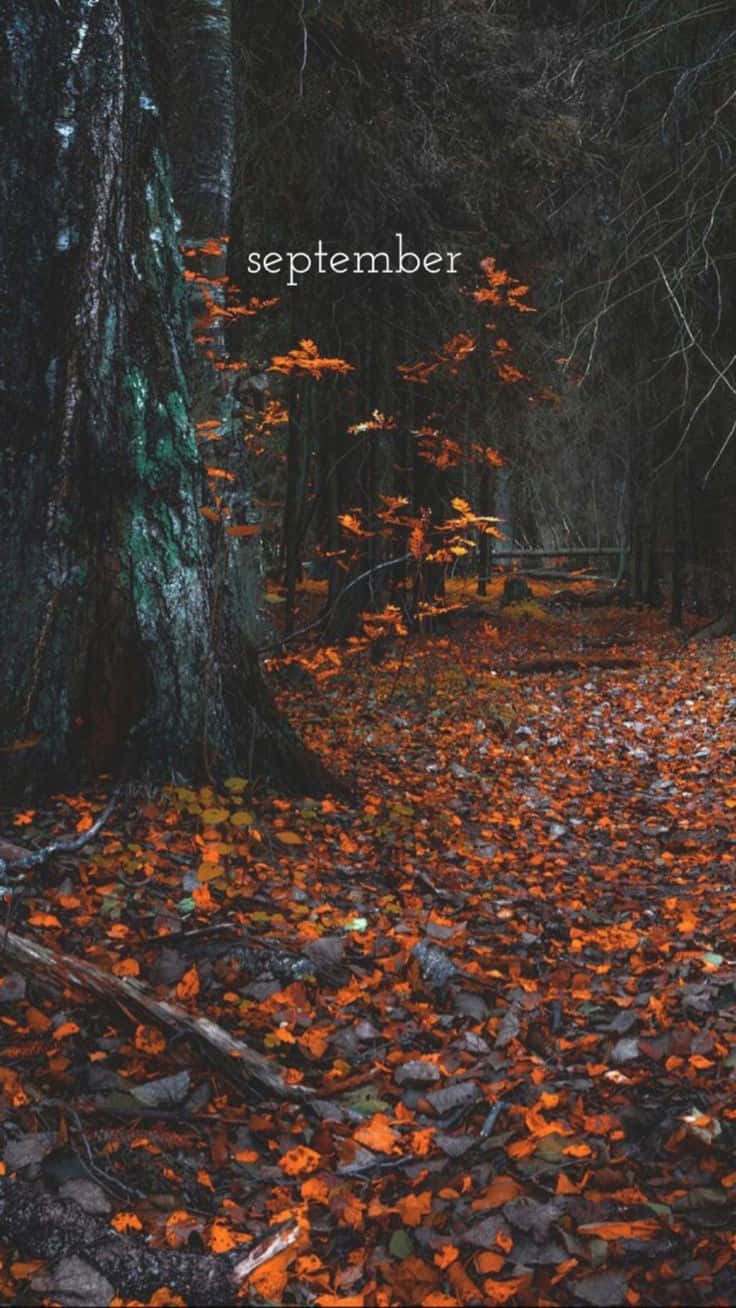 autumn leaves, forest path, mossy tree trunk, HD Phone Wallpaper