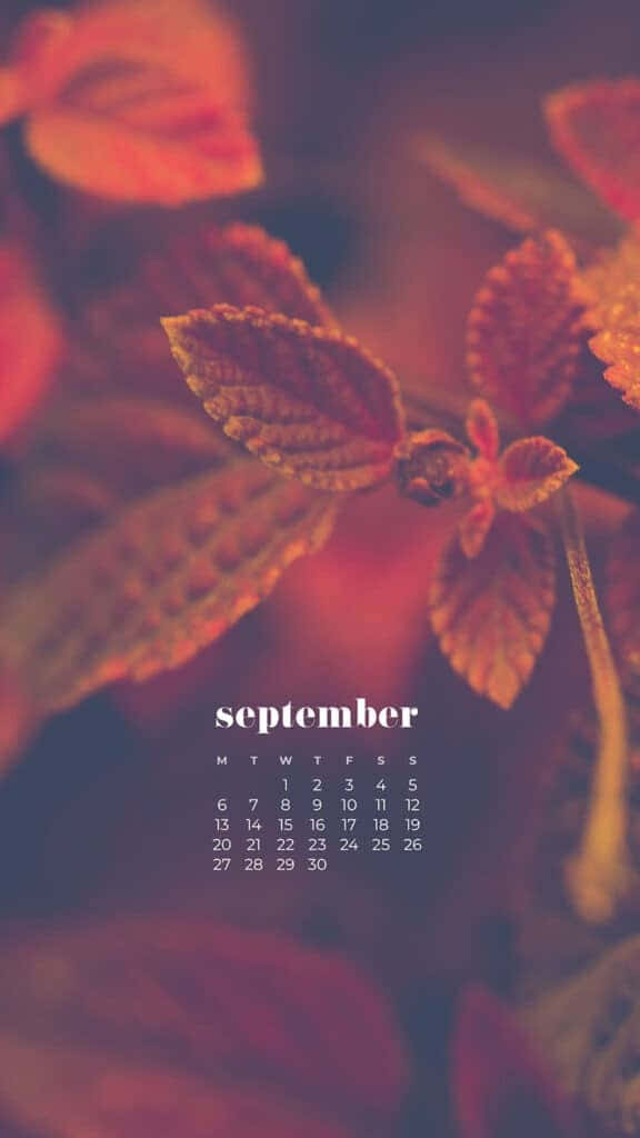 September, autumn leaves, warm reds, SD Phone Wallpaper