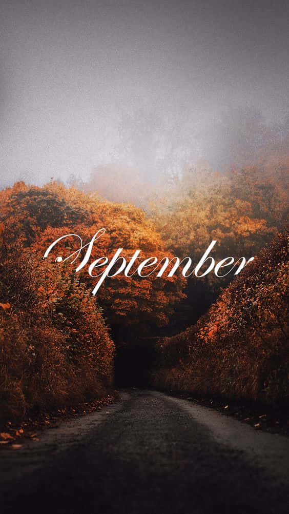 autumn road, golden foliage, gray sky, SD Phone Wallpaper