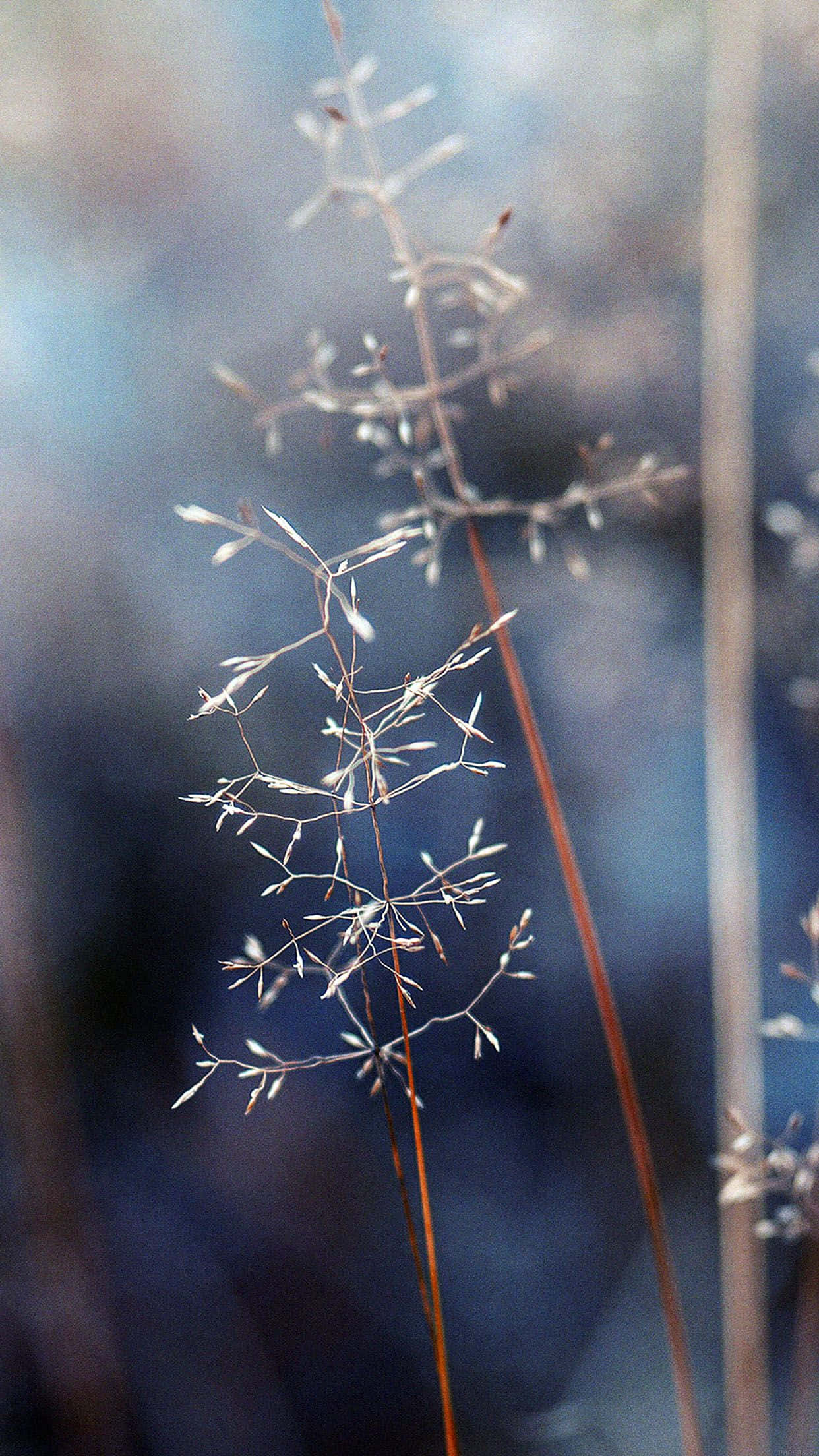 September iPhone, feathery grass stems, fine seed heads, Full HD Phone Wallpaper