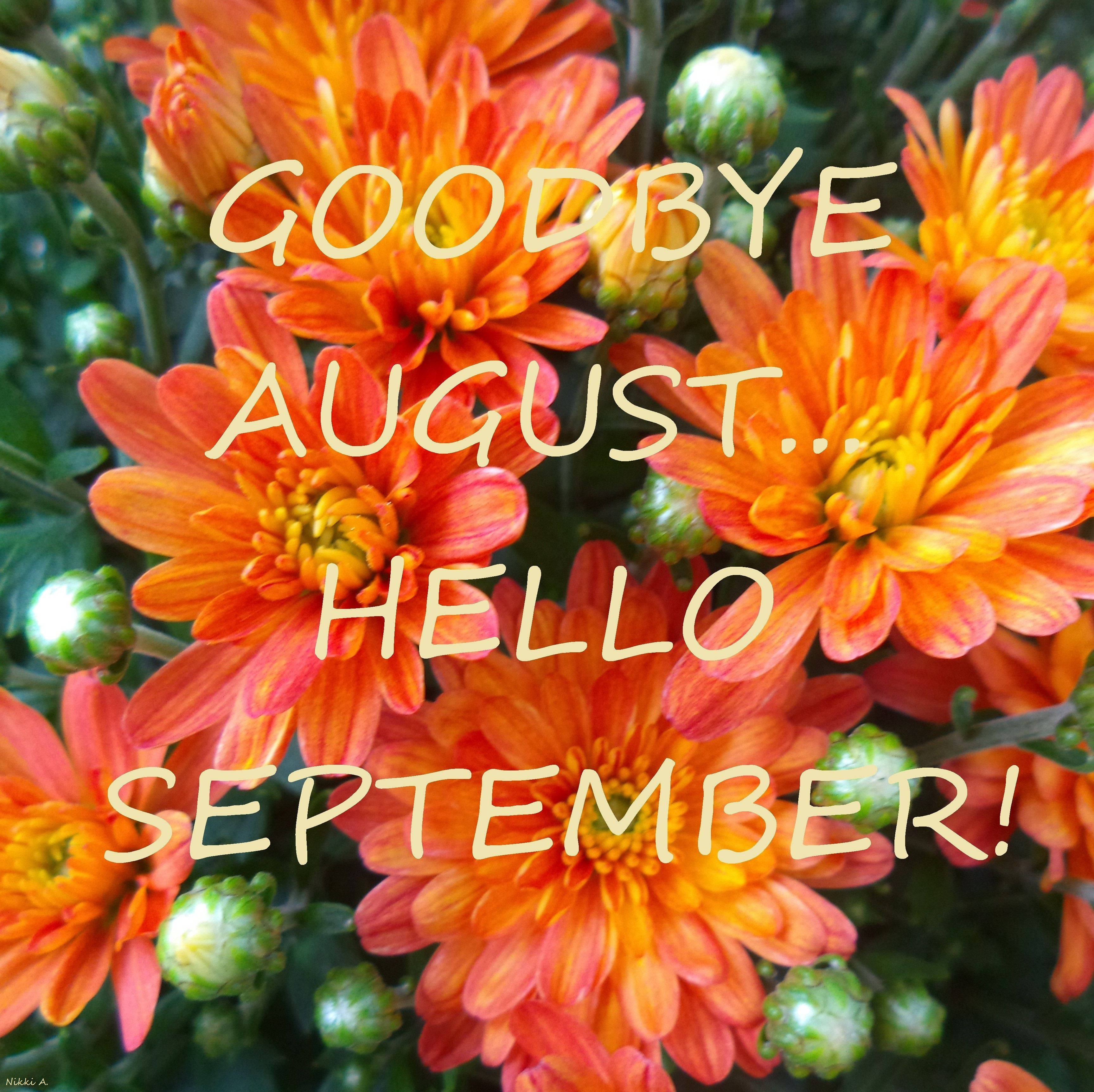 September, August, vibrant orange chrysanthemums, 2K Desktop Wallpaper
