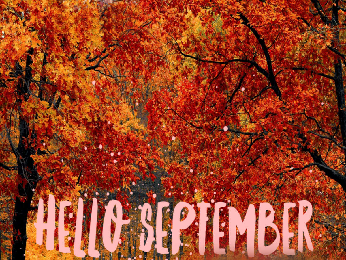 hello september, autumn trees, fiery orange, SD Desktop Wallpaper