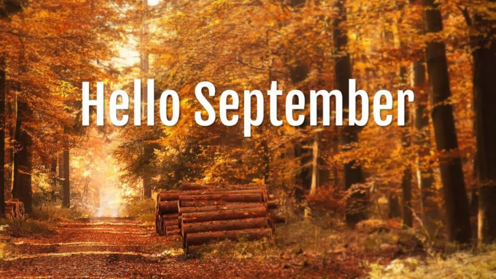 Hello September, autumn forest path, stacked logs, HD Desktop Wallpaper