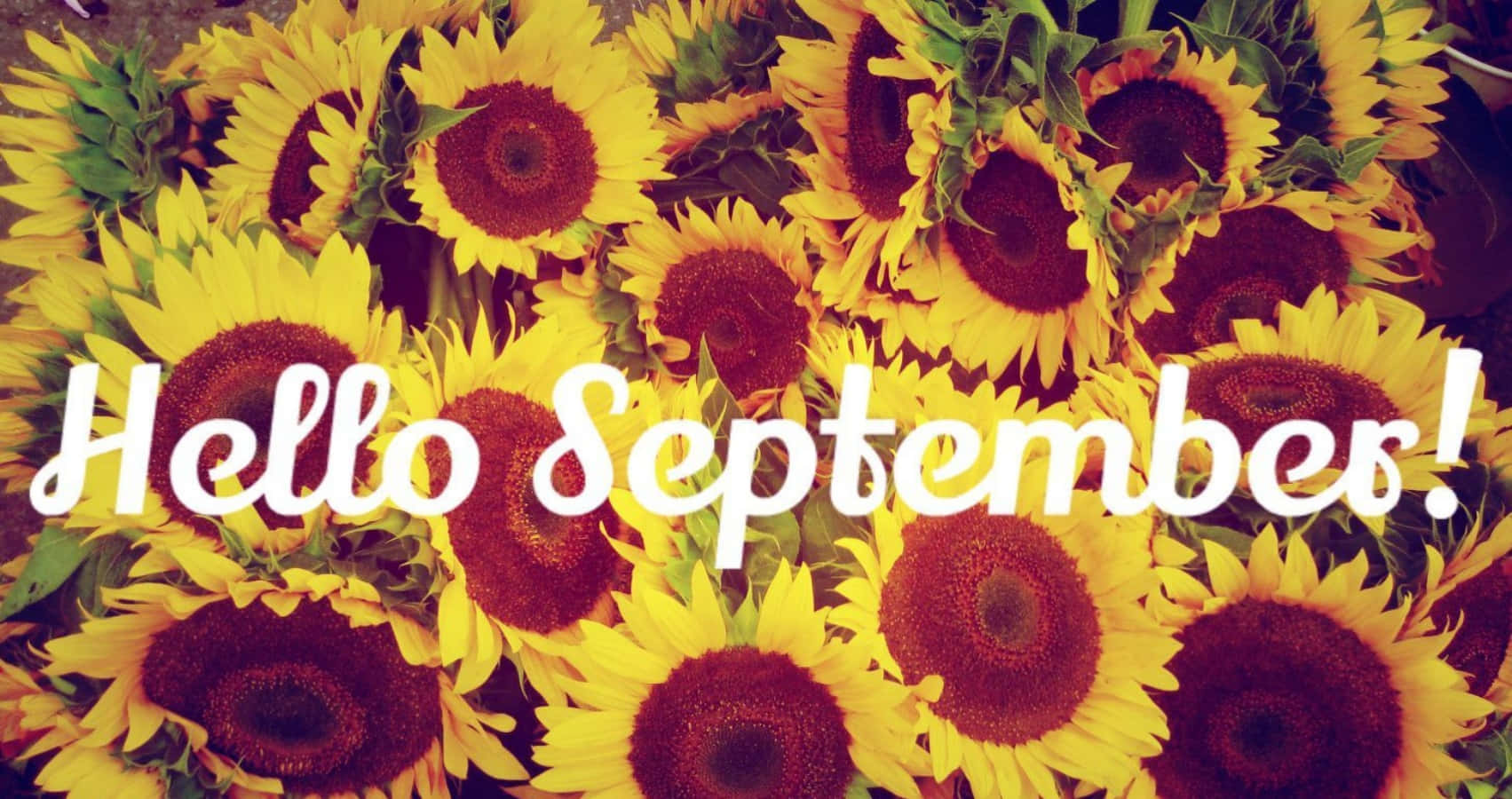 Hello September, sunflower, yellow petals, HD Desktop Wallpaper