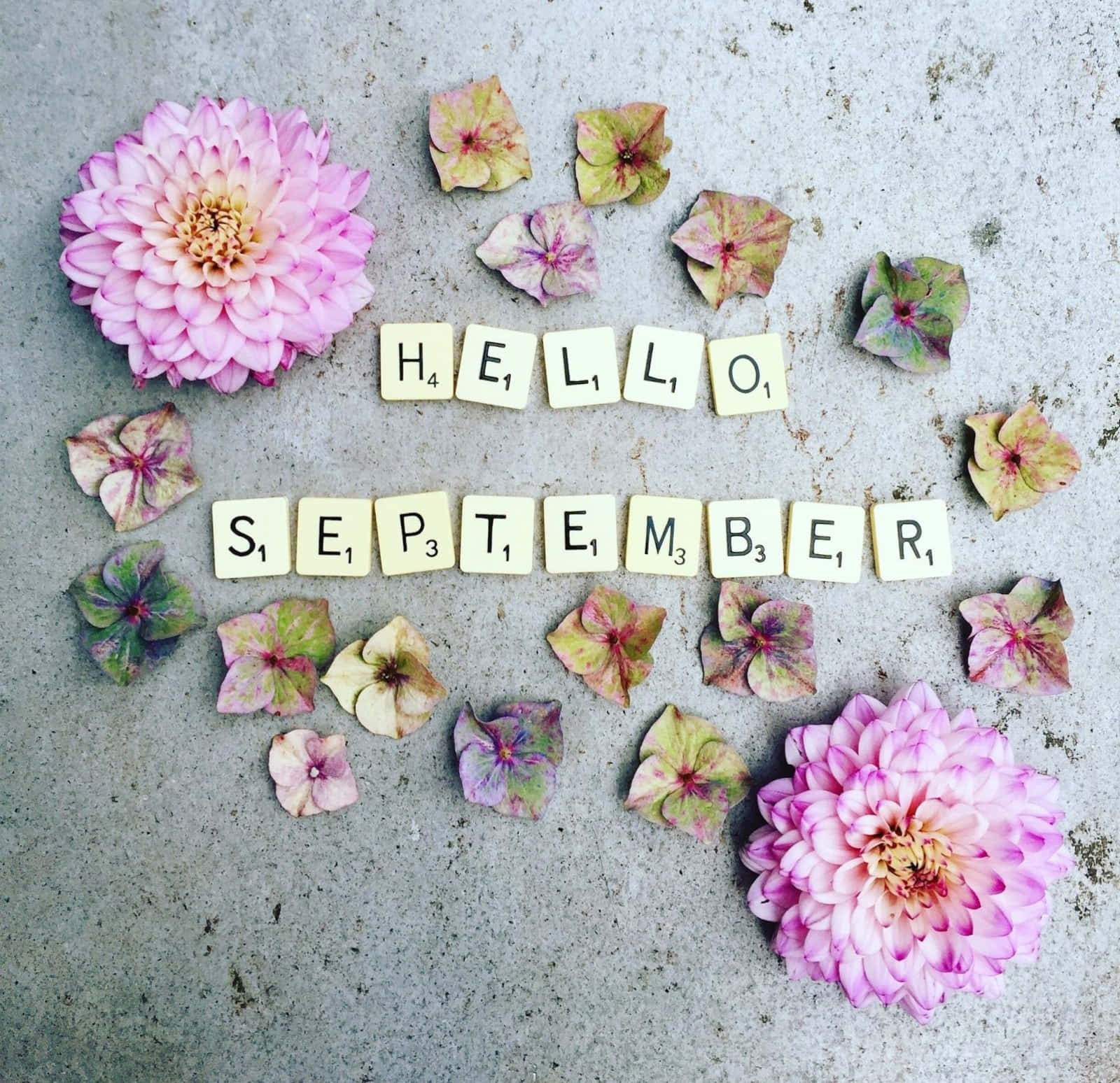 Hello September, Scrabble tiles, pink dahlias, HD Desktop Wallpaper
