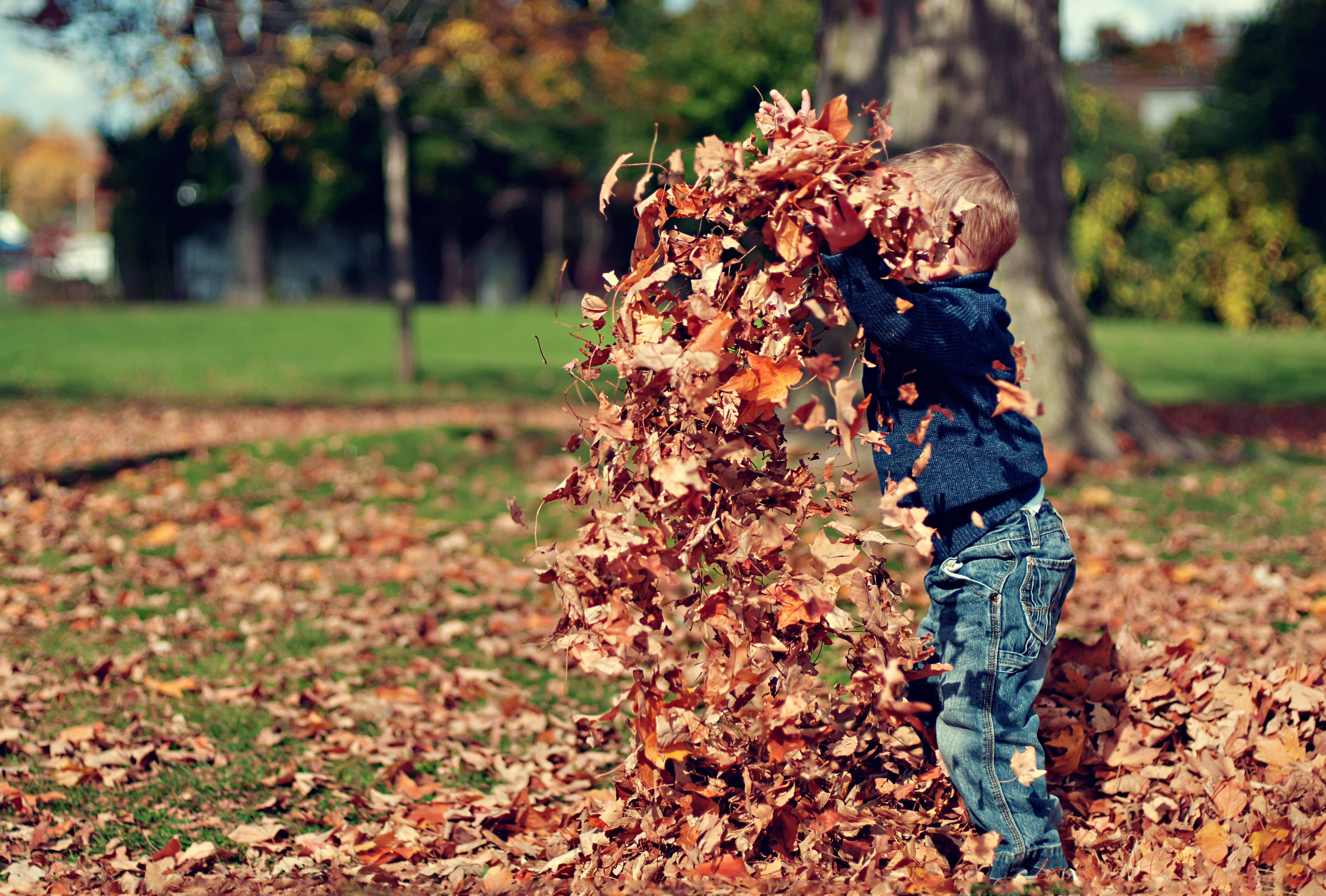 child, autumn leaves, sunlit park, 4K Desktop Wallpaper