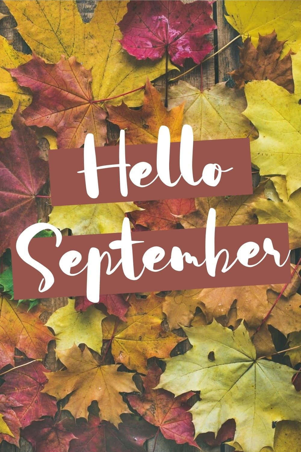 Hello September, autumn maple leaves, red yellow and orange hues, HD Phone Wallpaper