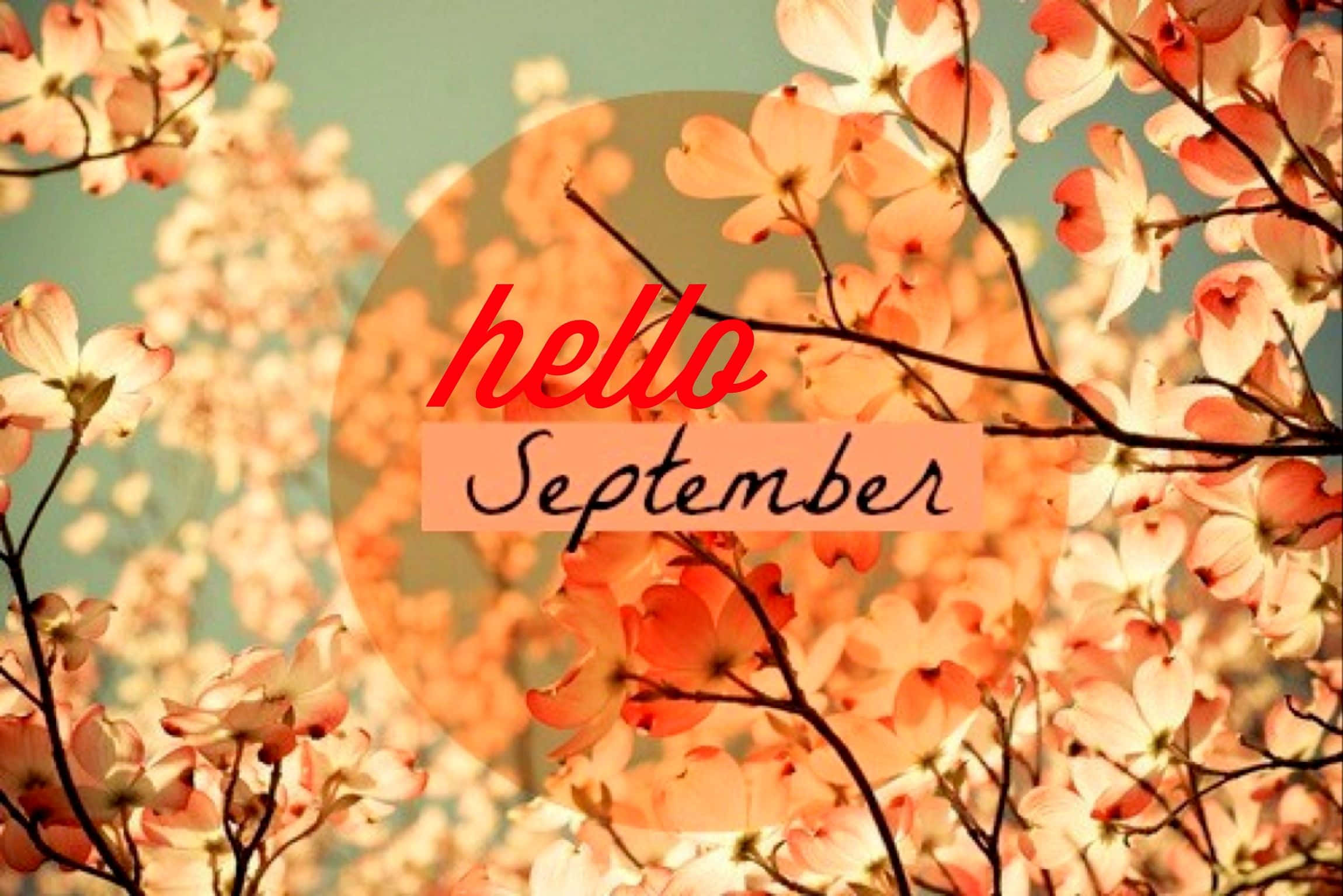 hello September, Cherry Blossom Flowers, dogwood branches, Full HD Desktop Wallpaper