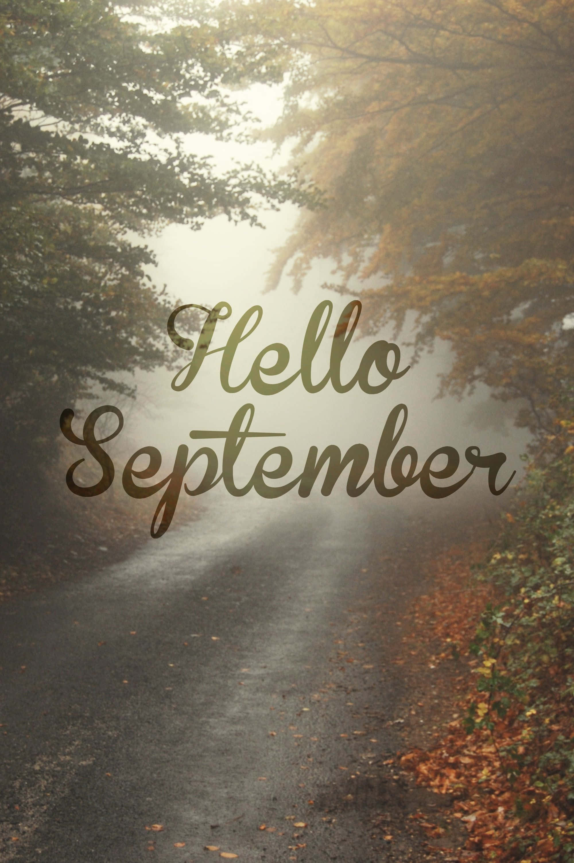 Hello September, foggy road, golden trees, 2K Phone Wallpaper