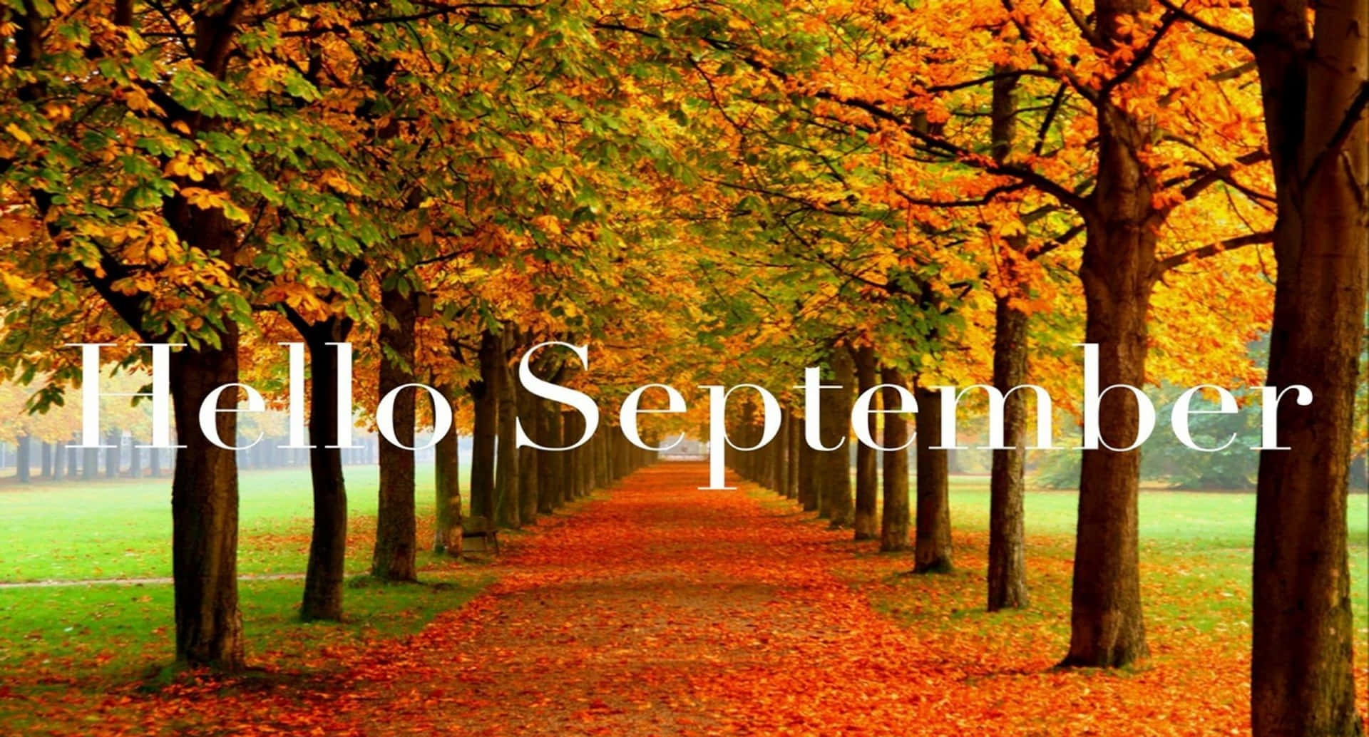September, autumn pathway, golden trees, Full HD Desktop Wallpaper