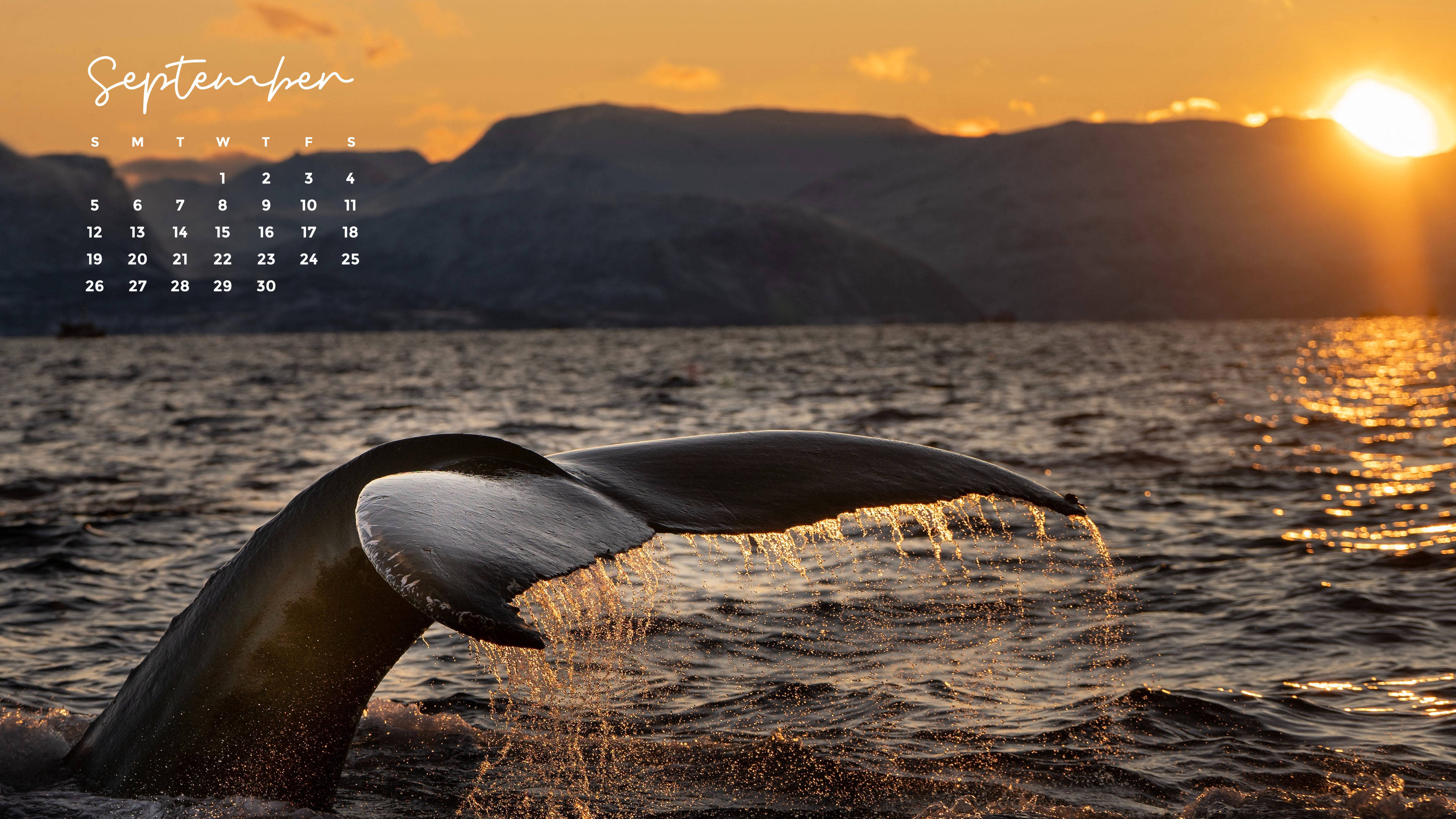 September 2021, sunset dolphin calendar, golden waters, 4K Desktop Wallpaper