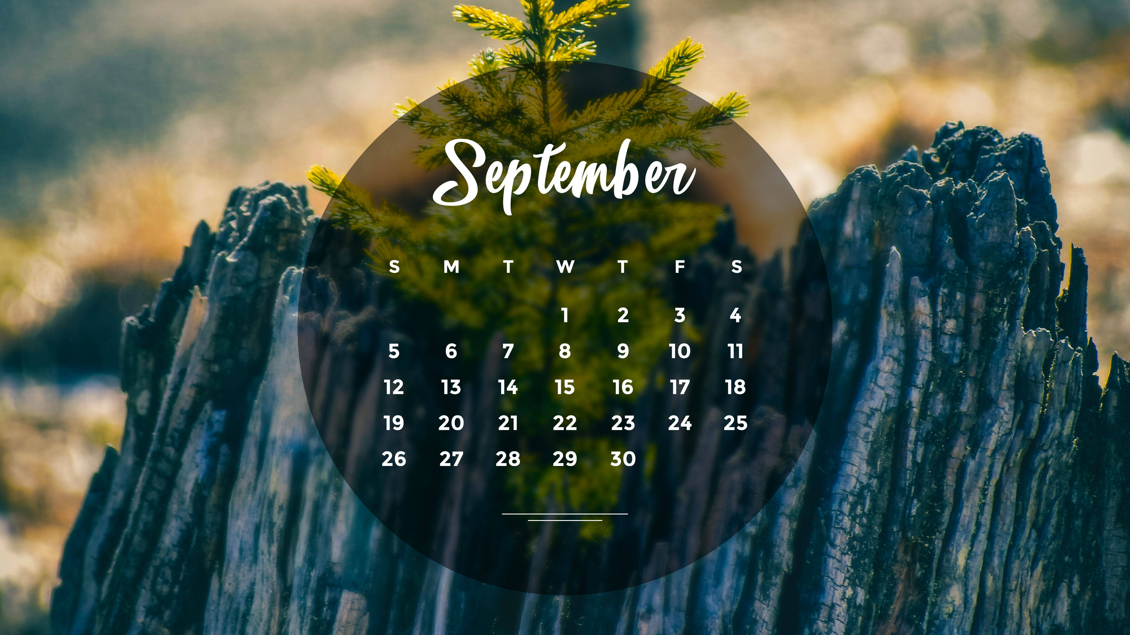 September 2021 Calendar, tree stump, pine branch, 4K Desktop Wallpaper