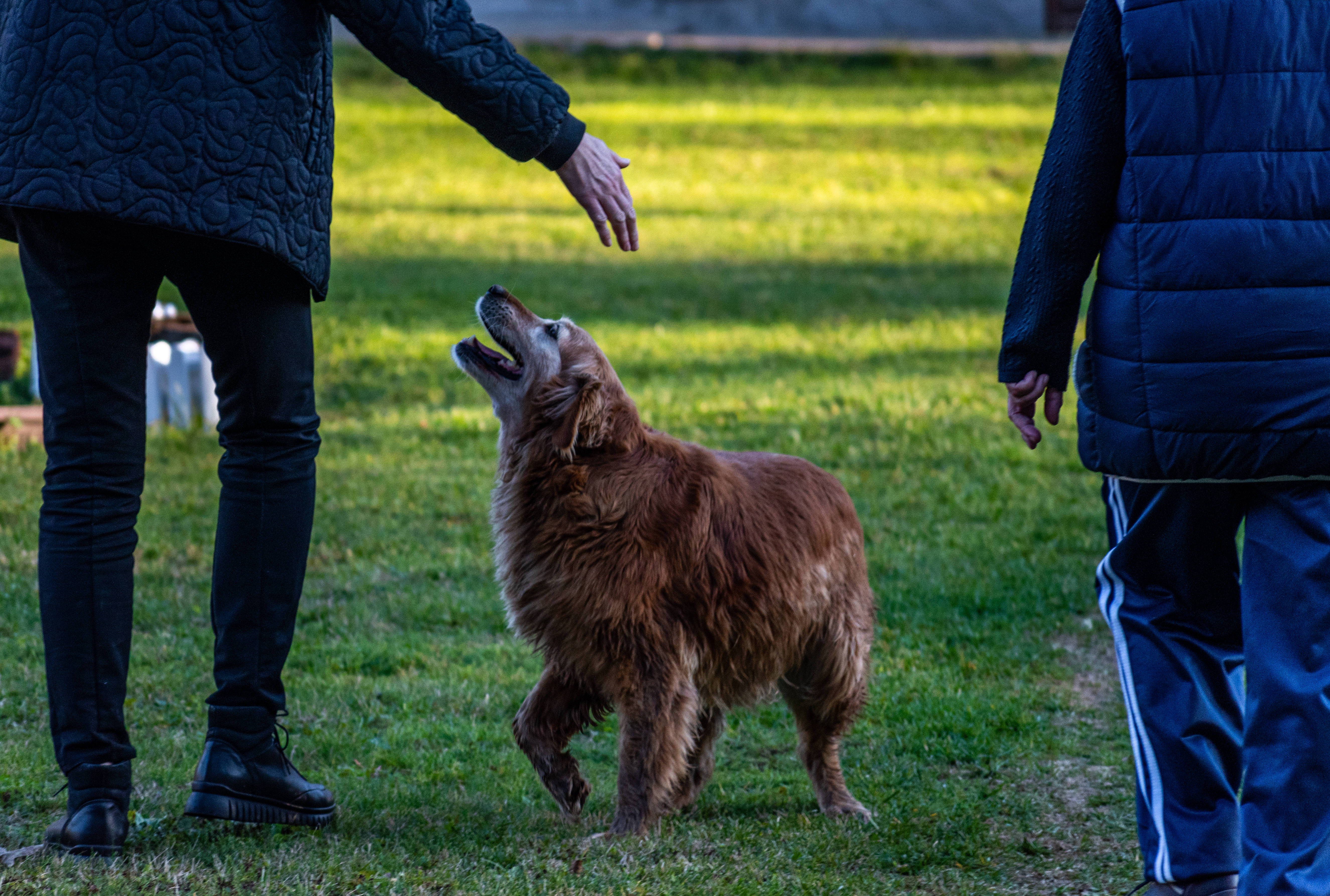 golden retriever, sunlit grassy field, person's outstretched hand, 5K Desktop Wallpaper