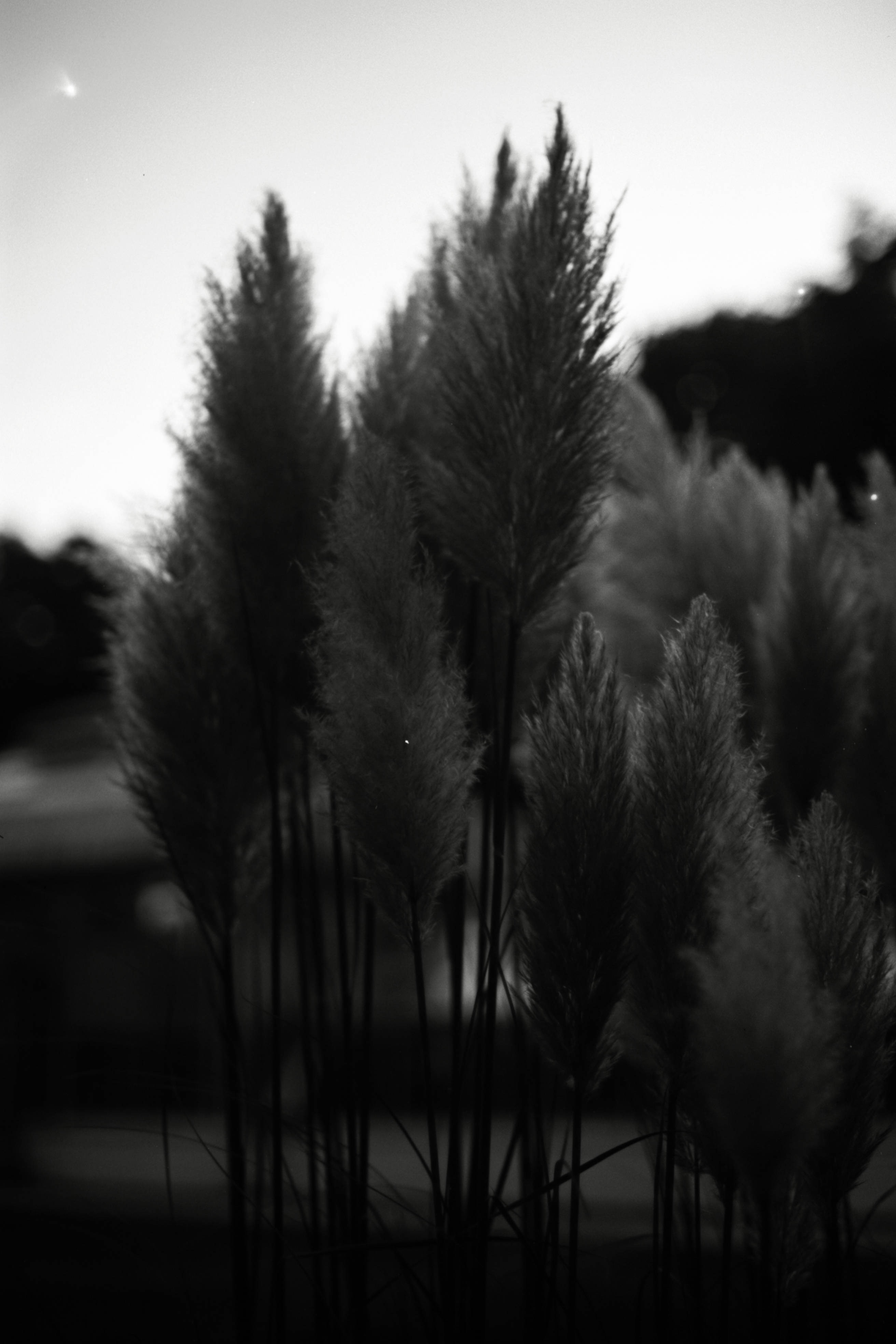black and white palm serbia, pampas grass, twilight sky, 4K Phone Wallpaper