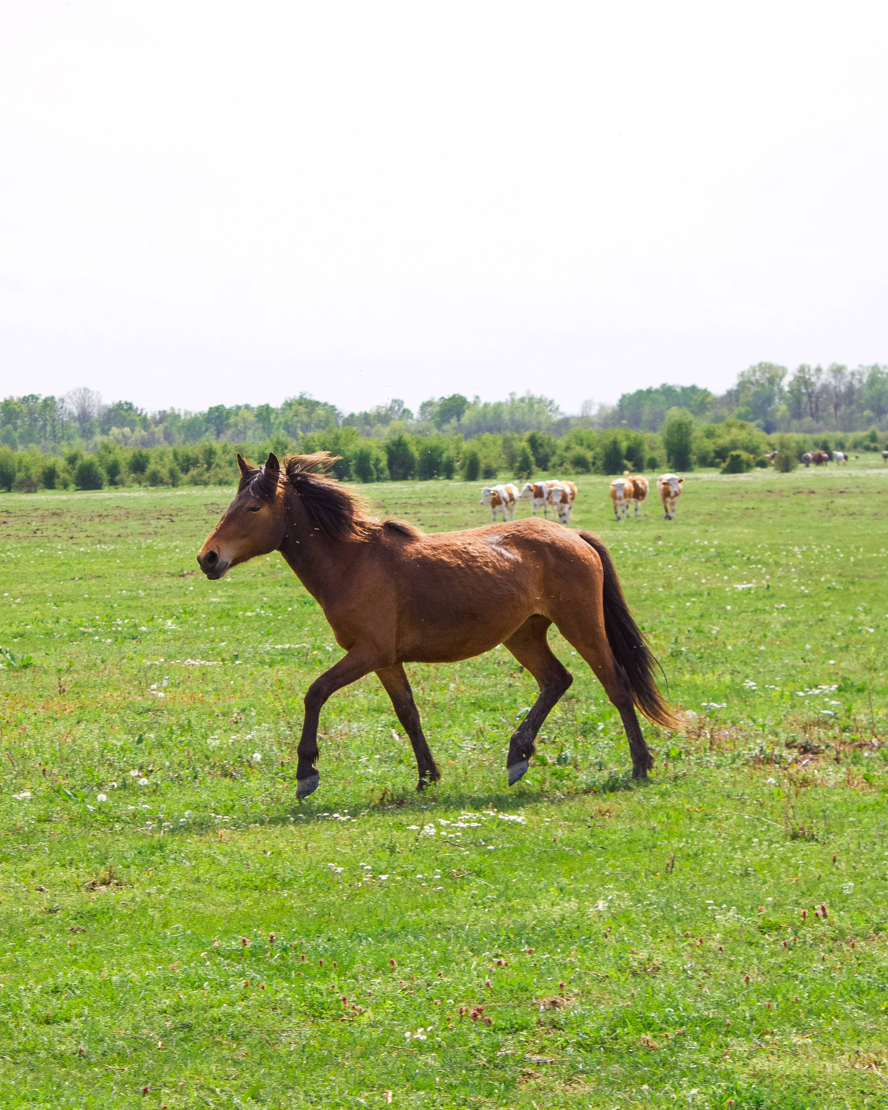 Serbia, brown horse, sunlit green pasture, 2K Phone Wallpaper