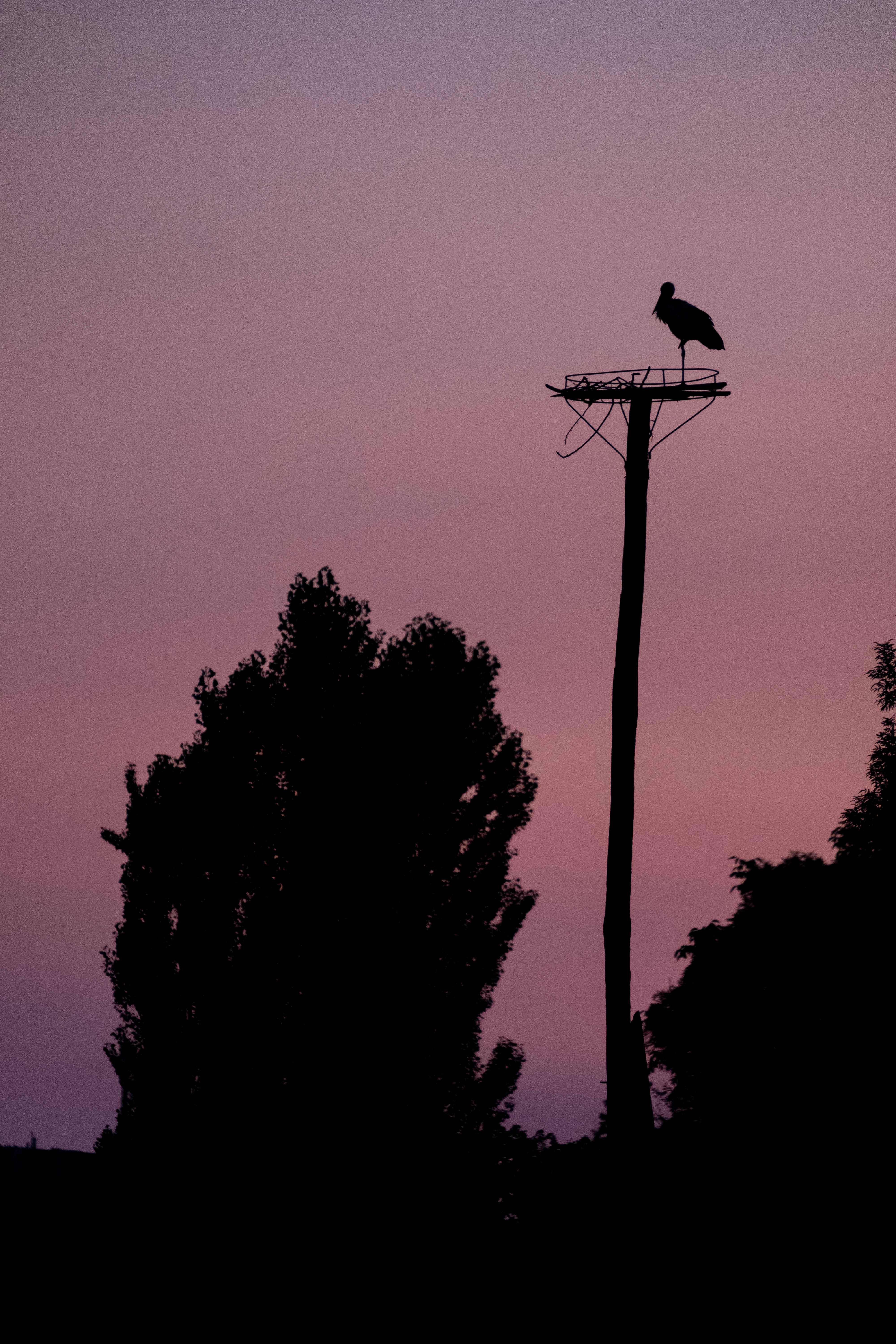 red violet sky, Serbia, lone stork, 5K Phone Wallpaper