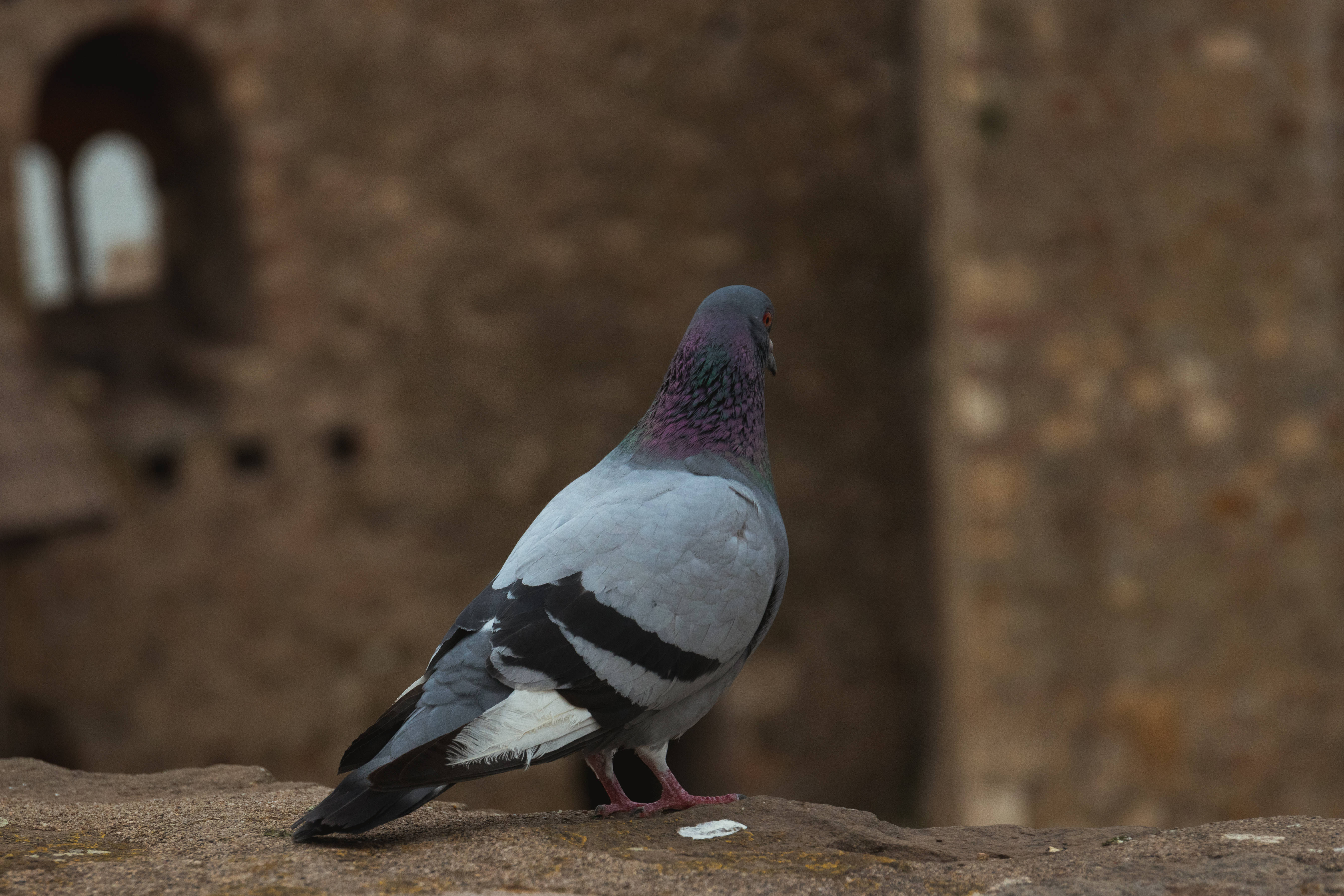 pigeon, iridescent neck feathers, weathered stone ledge, 5K Desktop Wallpaper