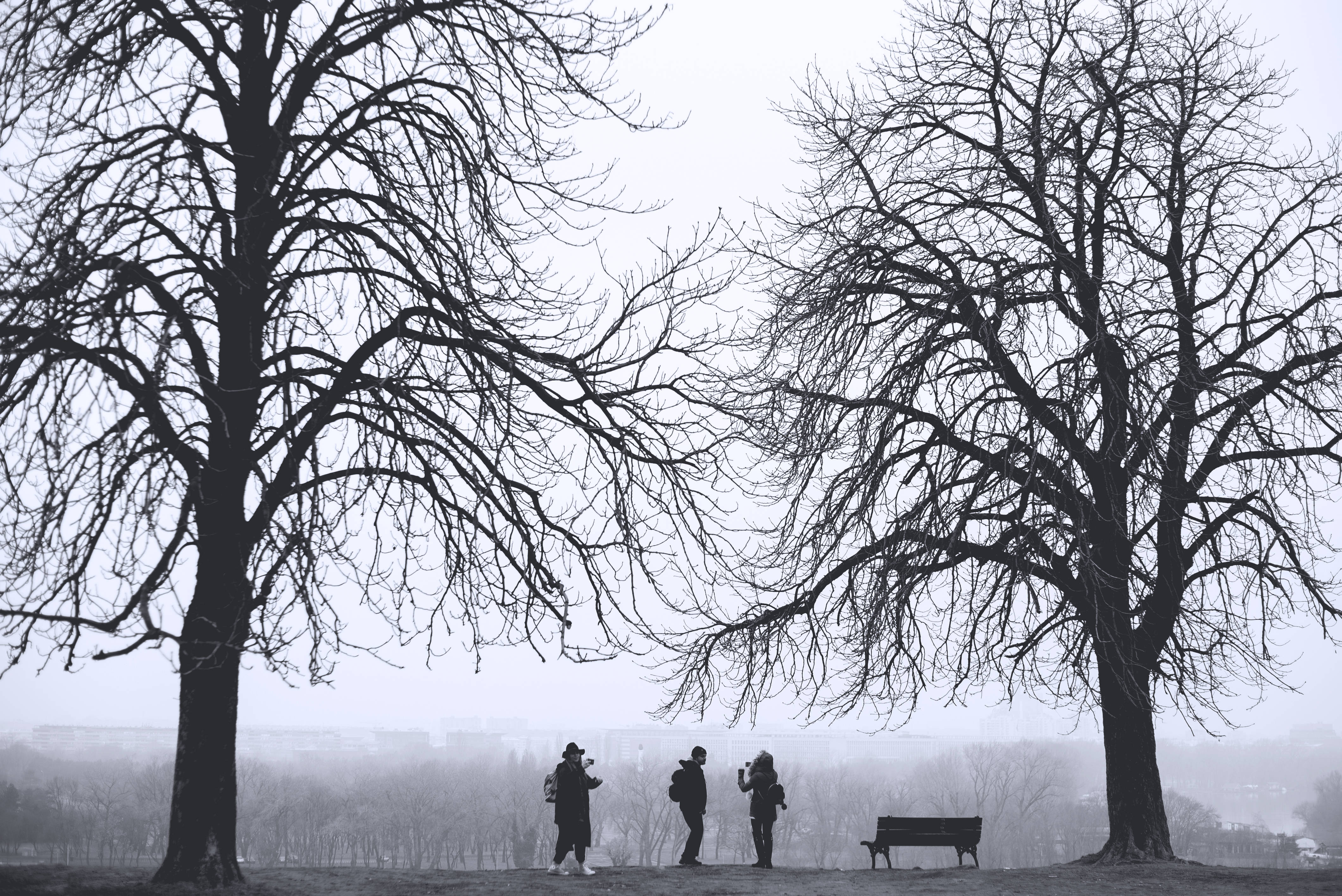 Serbia, Winter Season, misty park, 4K Desktop Wallpaper