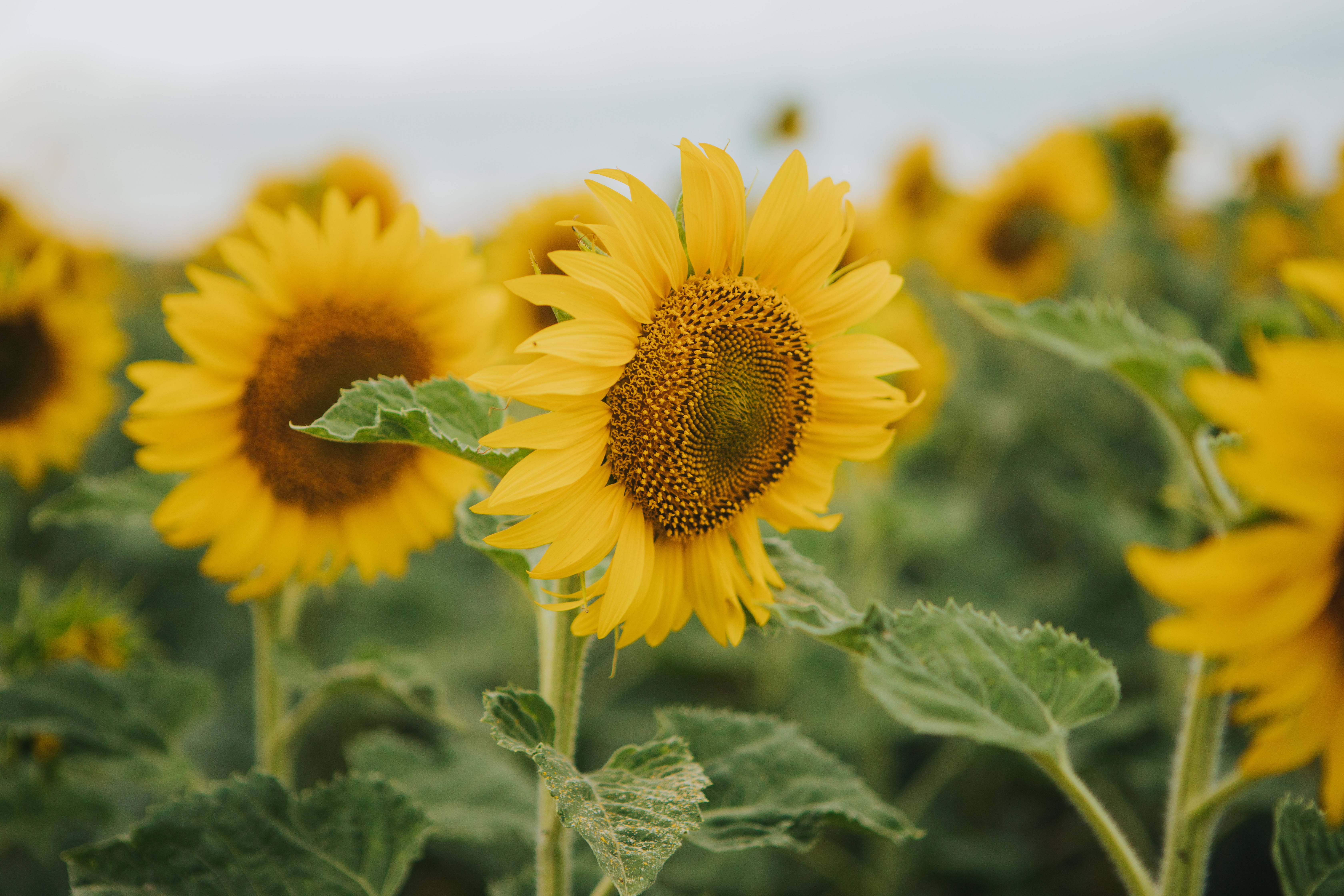sunflowers, Serbia, bright yellow blooms, 5K Desktop Wallpaper