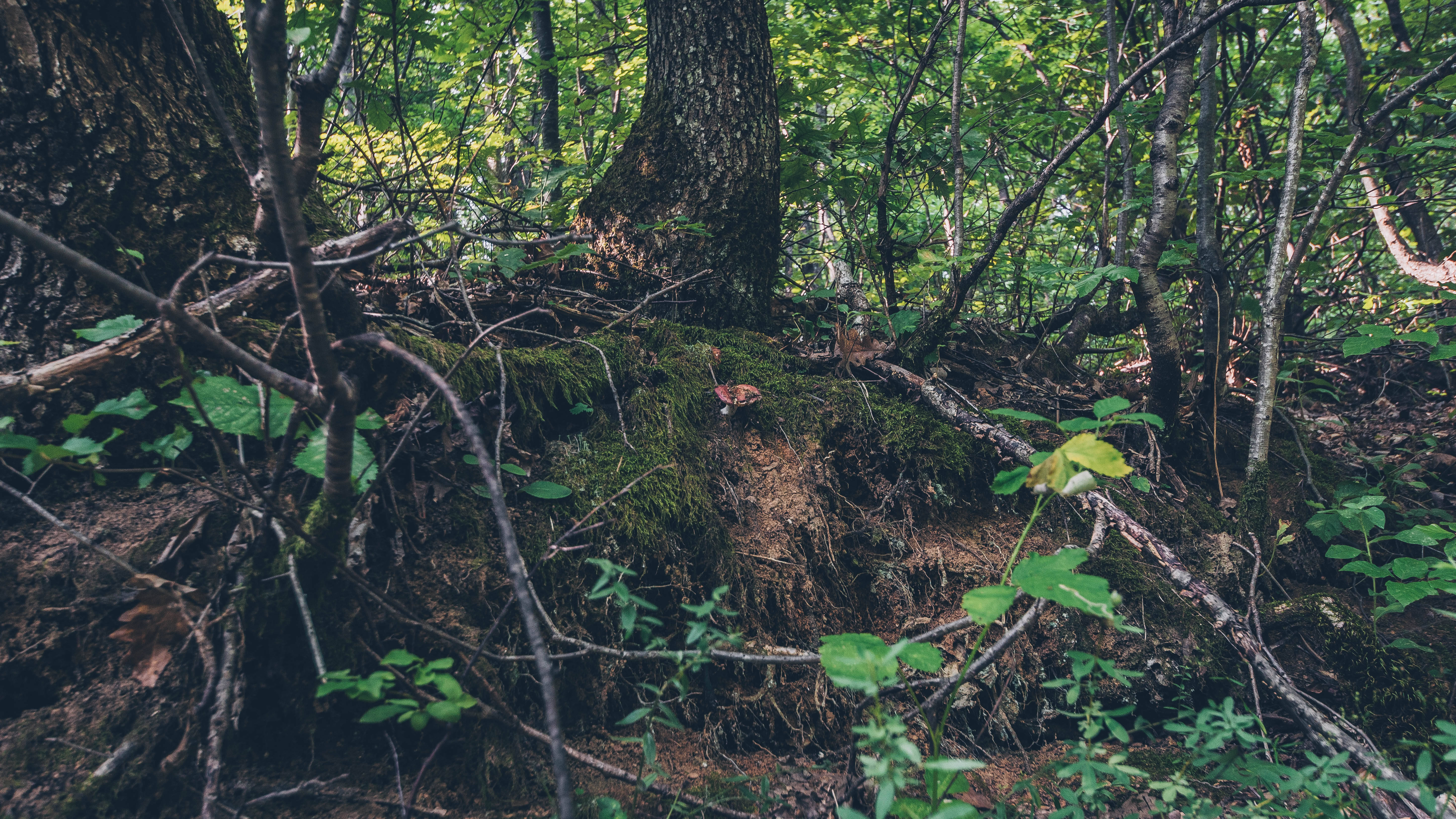 Serbia, green moss forest, mossy forest floor, 5K Desktop Wallpaper