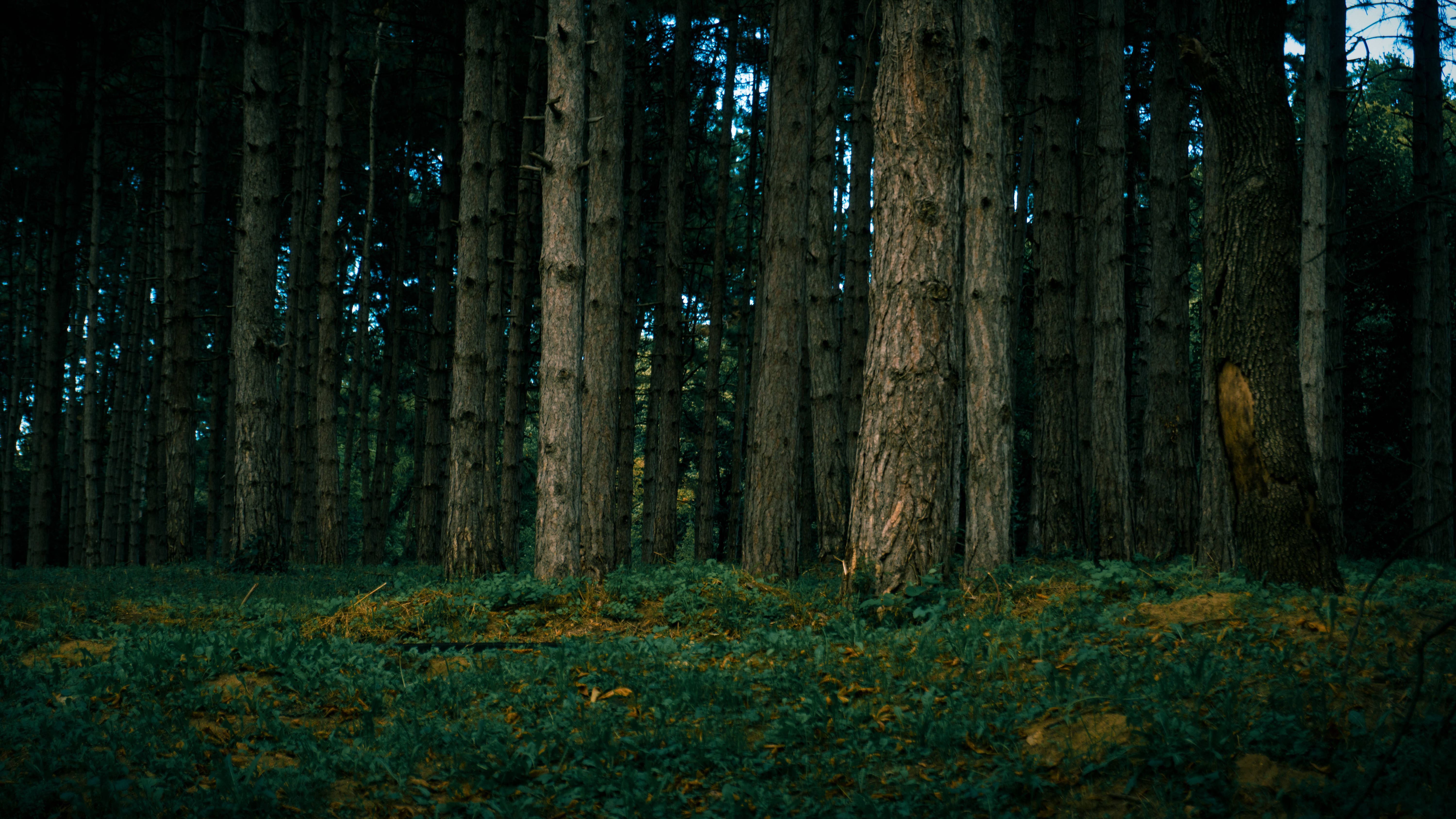 oak trees, Serbia, dense forest, 5K Desktop Wallpaper