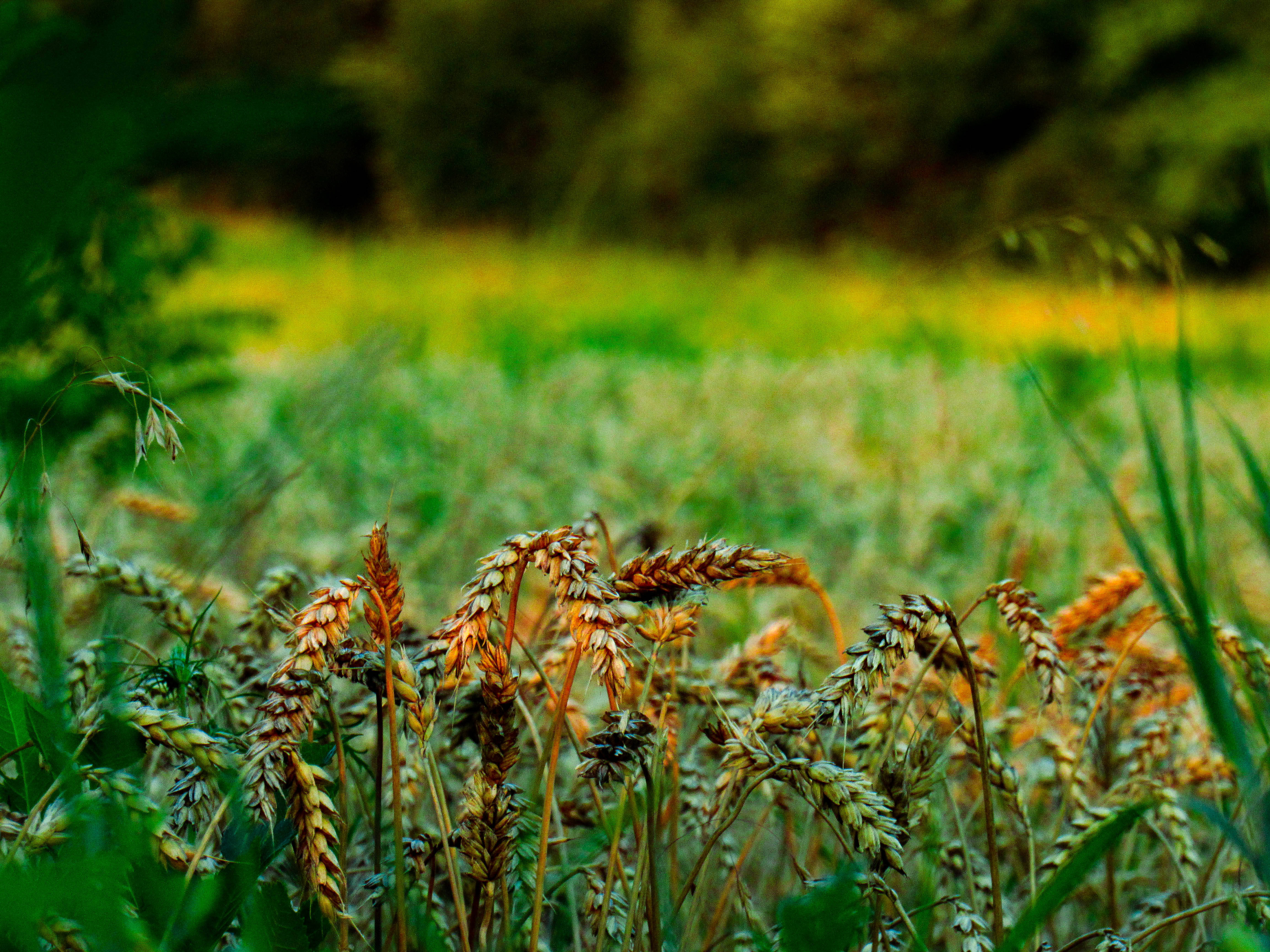 broomrapes, Serbia, golden wheat stalks, 4K Desktop Wallpaper