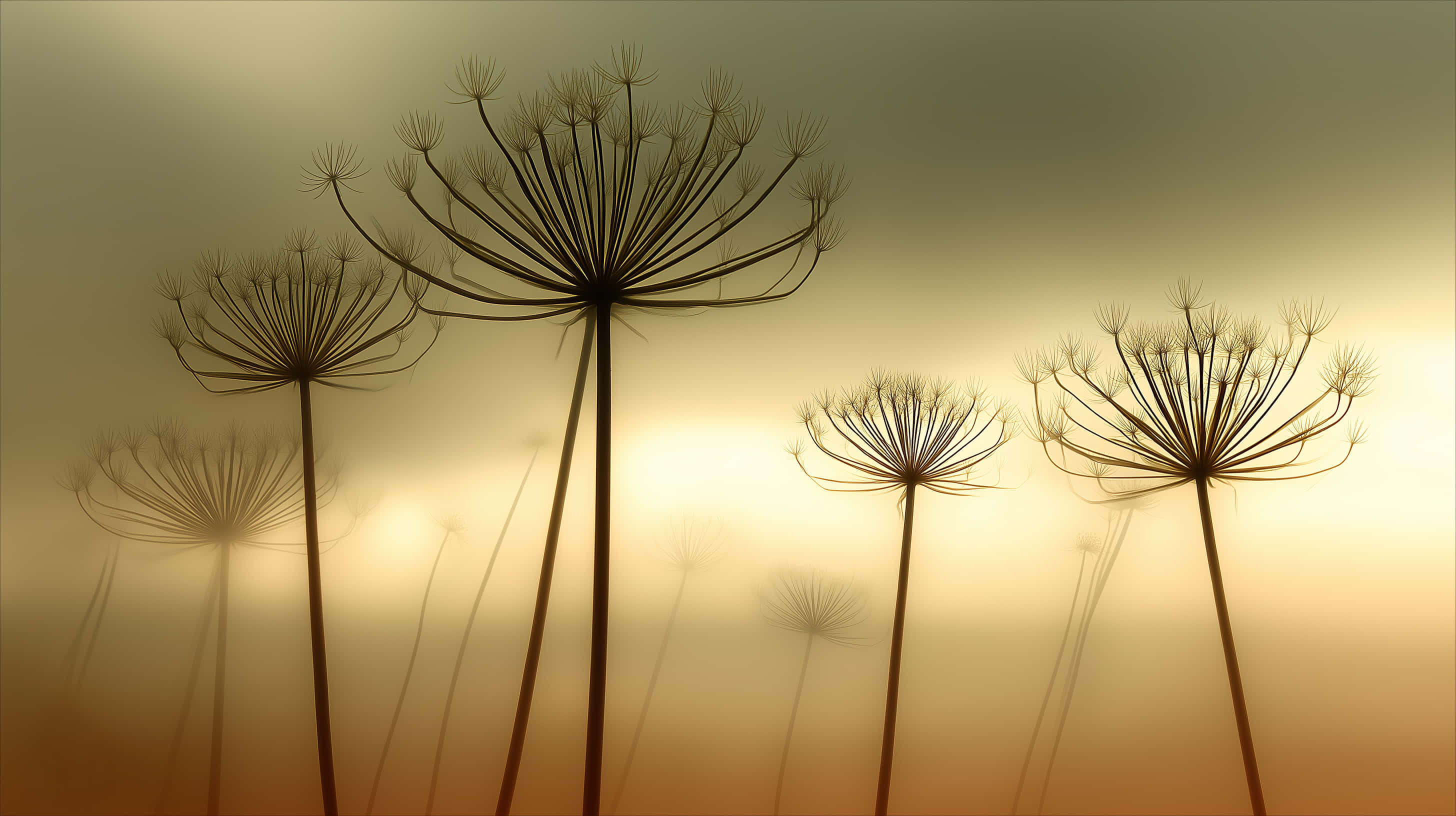 dandelion seed heads, golden haze, sunset sky, 2K Desktop Wallpaper