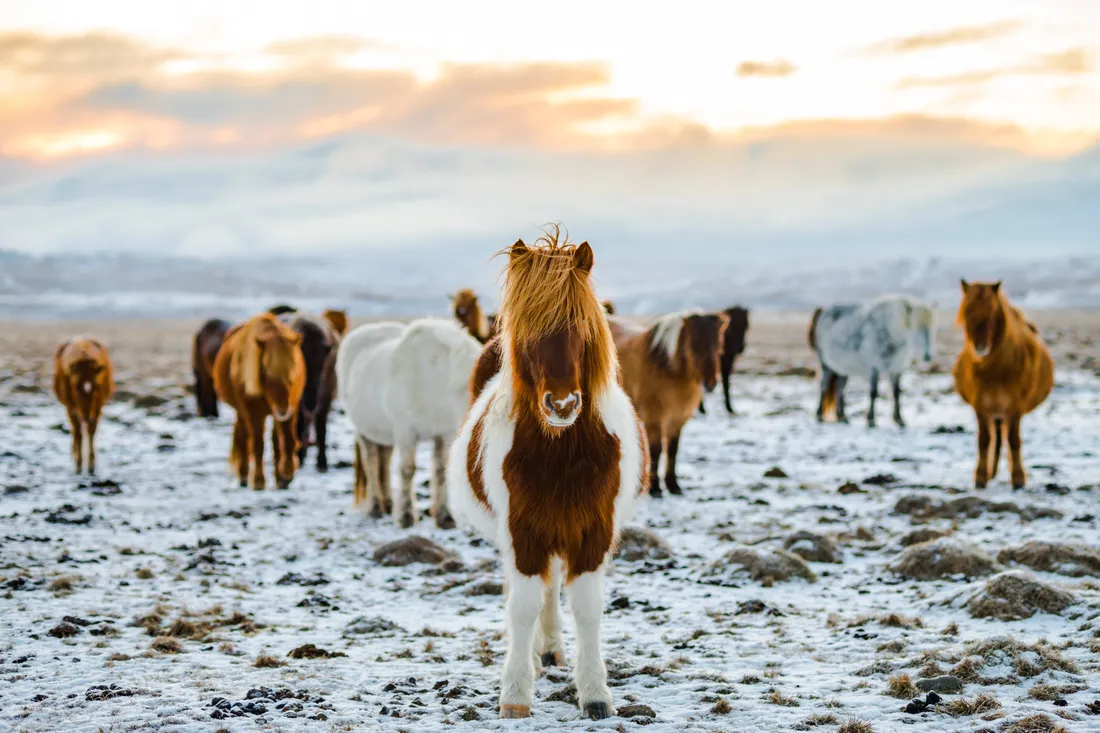 Seven Horses