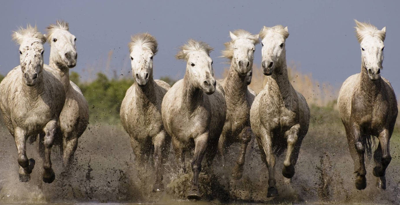 Seven Horses, white horses, mud, HD Desktop Wallpaper