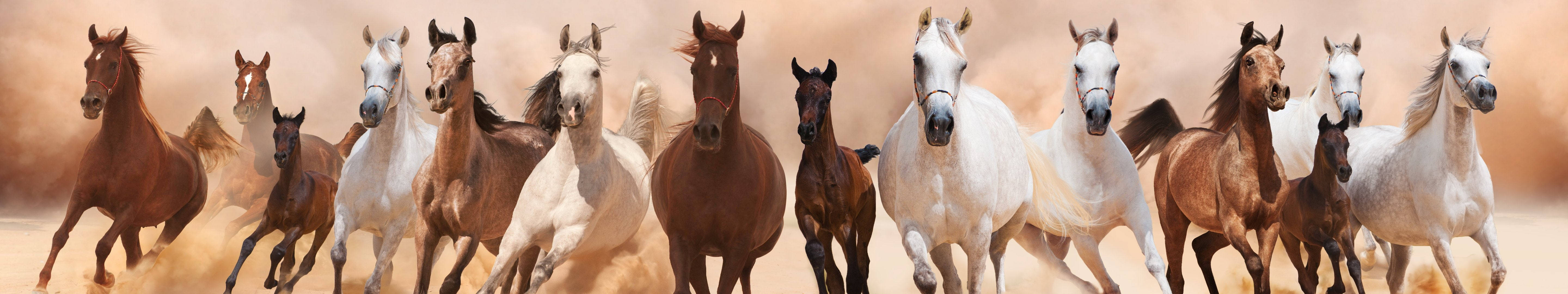 3 Monitor Horses, dusty desert landscape, herd of diverse horses, 5K Desktop Wallpaper