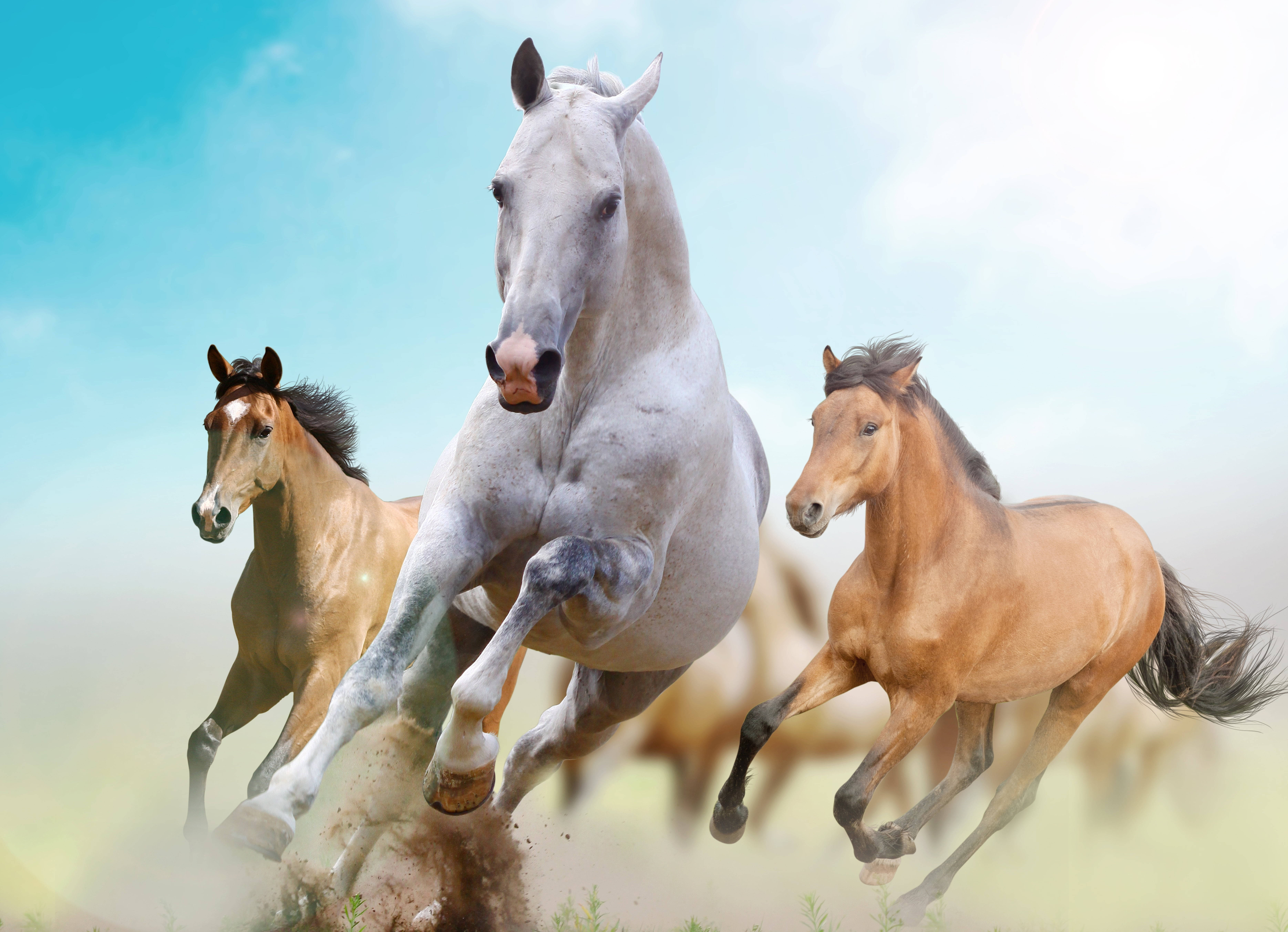 white horse, beautiful horses, sunlit field, 5K Desktop Wallpaper