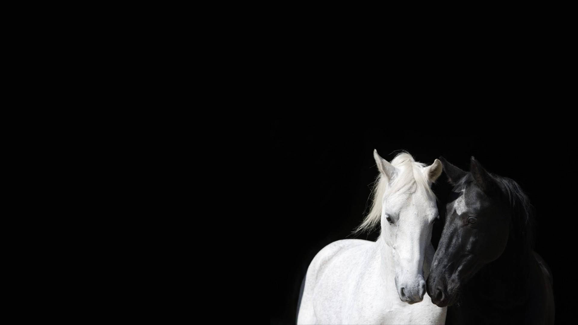 white horse, black horse, stark black background, Full HD Desktop Wallpaper