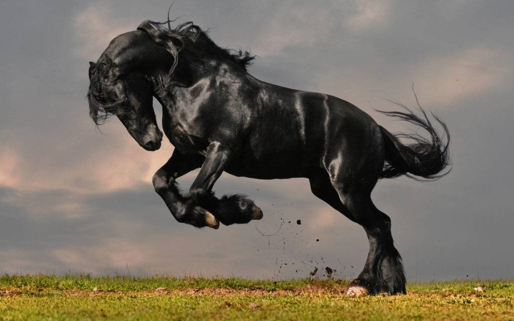 black Friesian horse, grassy field, moody cloudy sky, SD Desktop Wallpaper