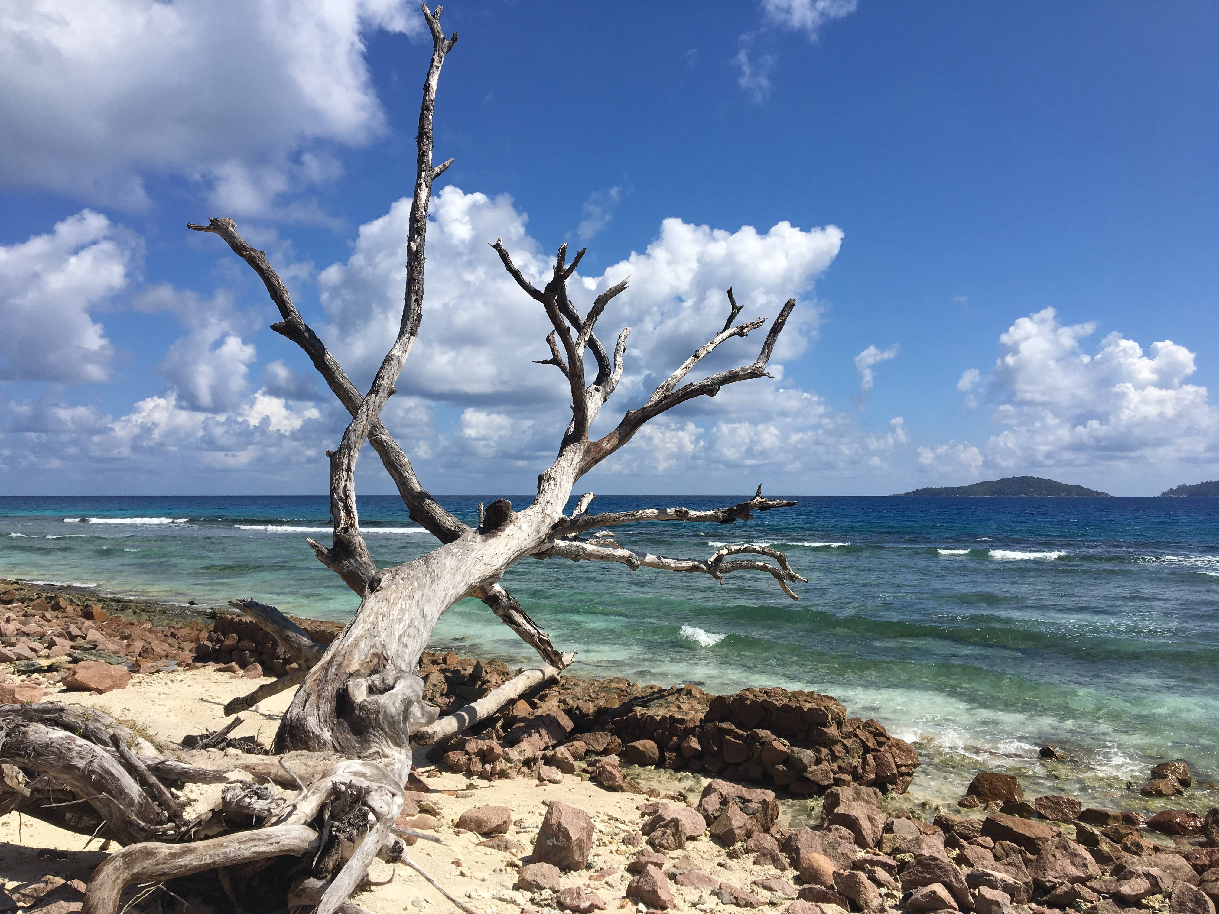 Seychelles, withered watapana, rocky beach, 4K Desktop Wallpaper
