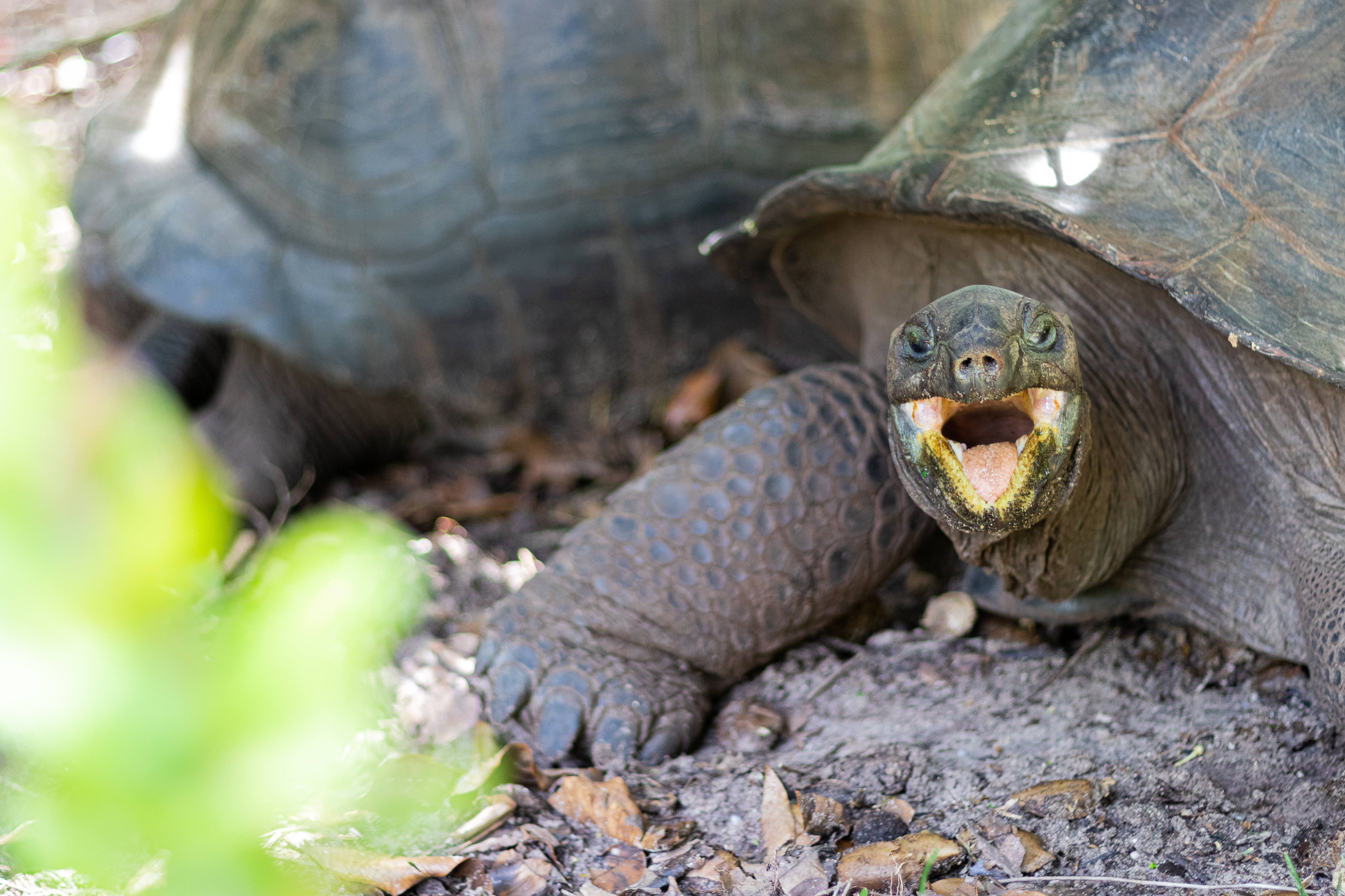 Seychelles, giant tortoises, leafy forest floor, 5K Desktop Wallpaper