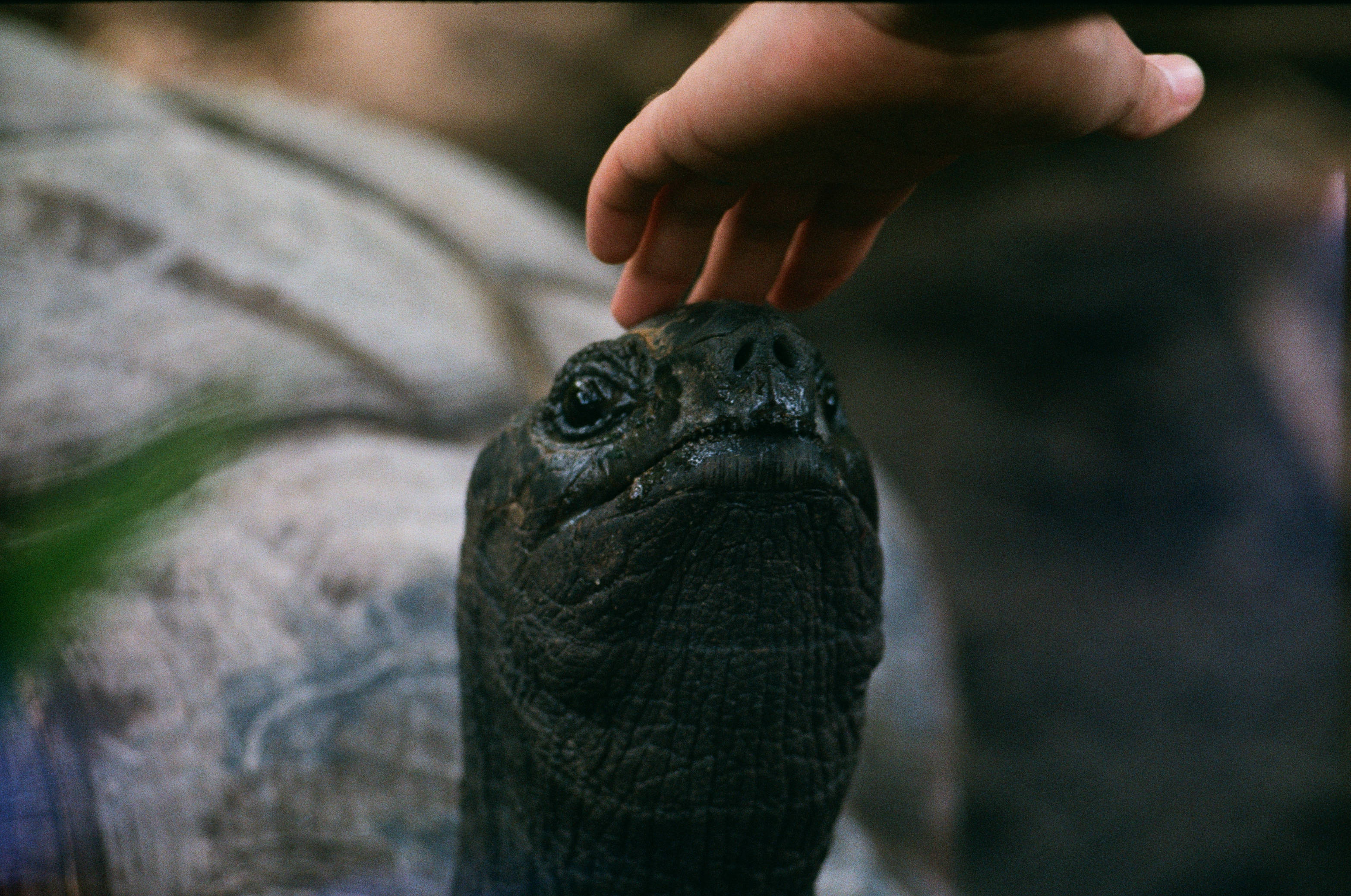 Seychelles, black tortoise head, weathered head, 2K Desktop Wallpaper