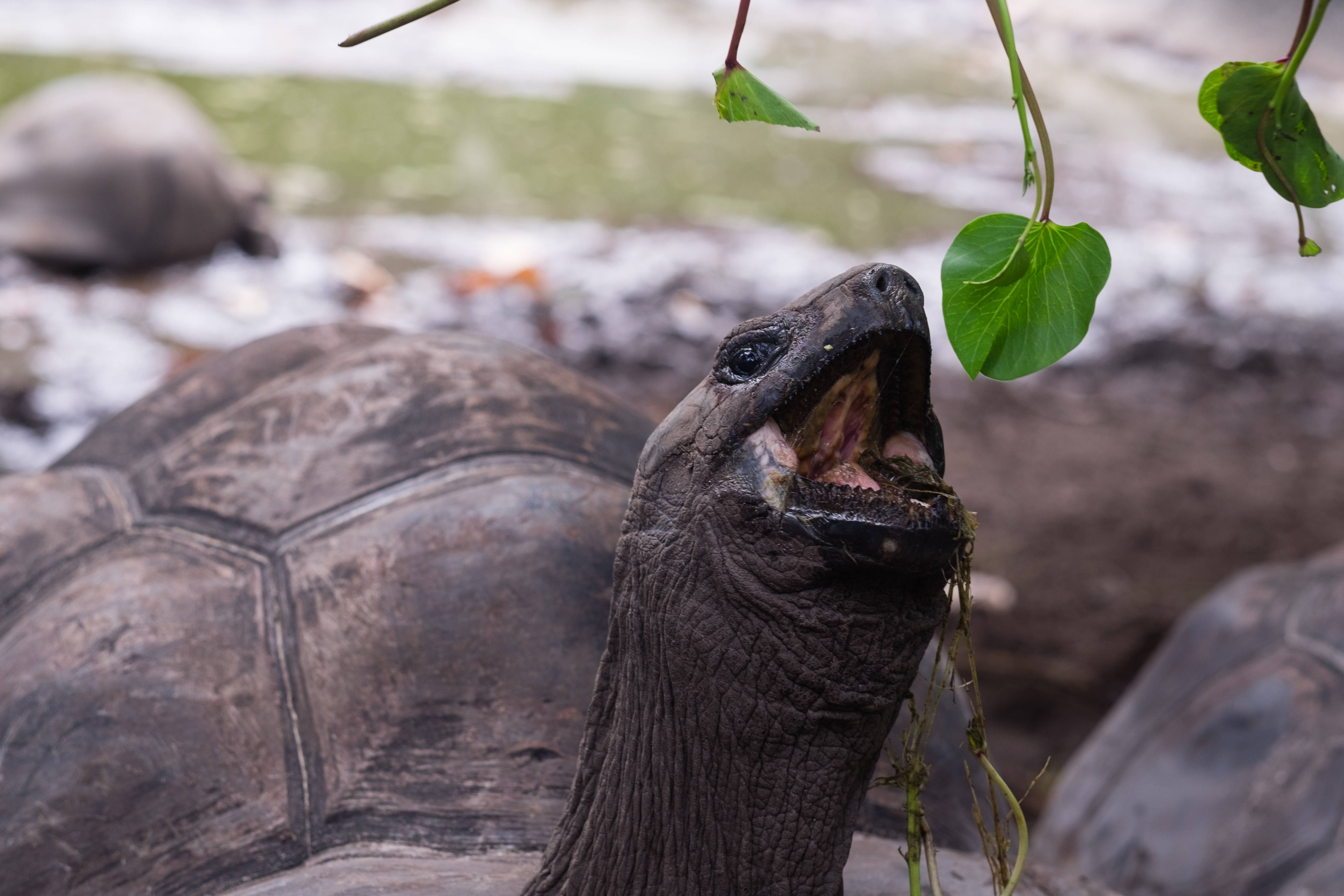 Seychelles, giant tortoise, green leaves, 4K Desktop Wallpaper