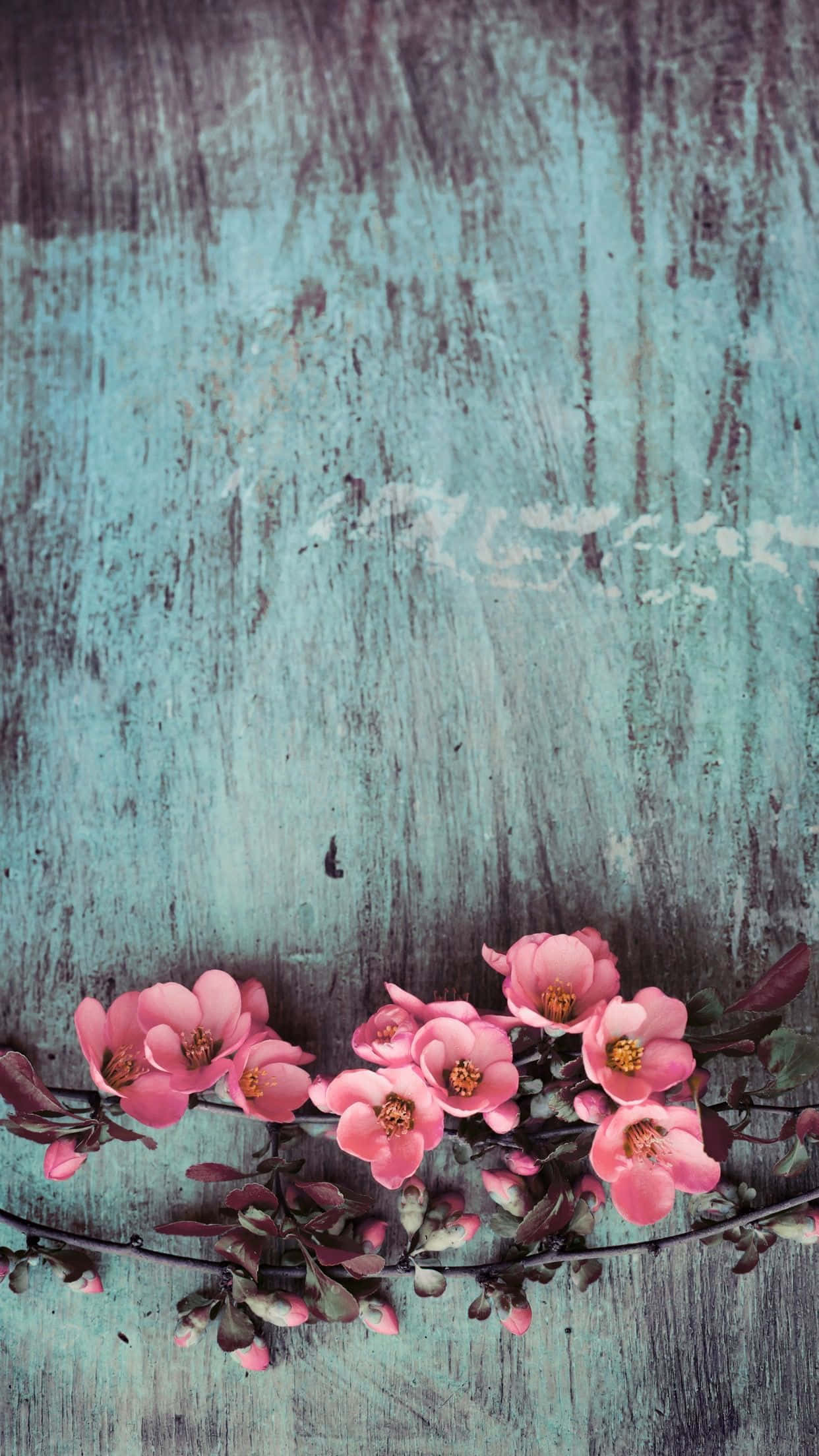 shabby chic, pink blossoms, dark branch, Full HD Phone Wallpaper