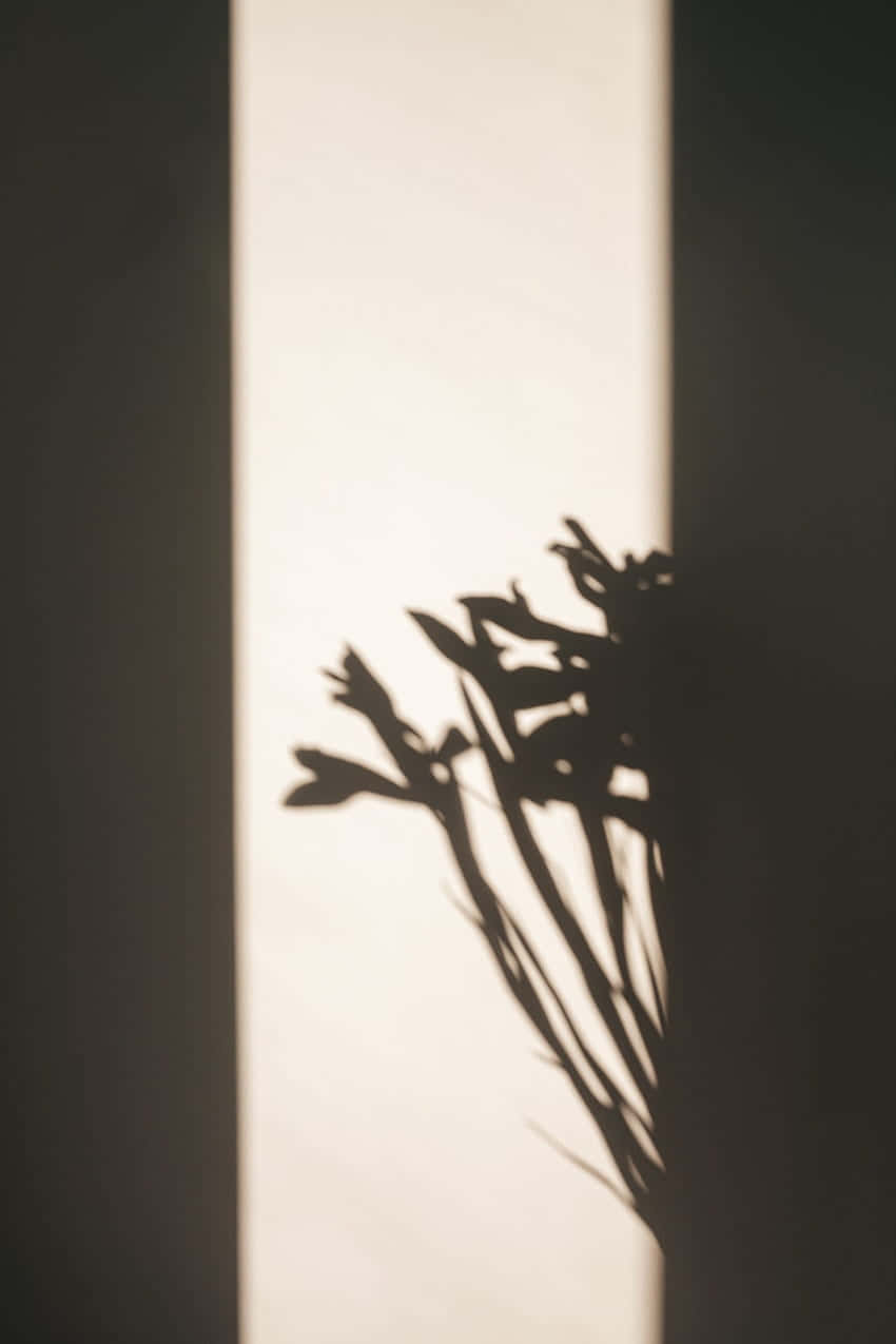 floral wall, shadow profile picture, delicate plant silhouette, SD Phone Wallpaper
