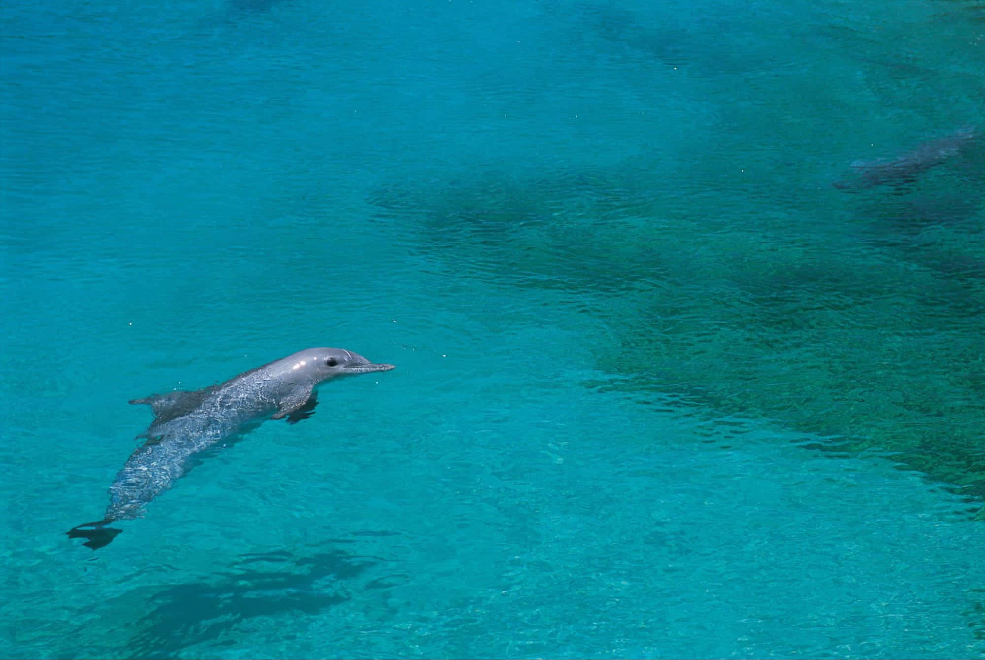 dolphin, shallow water, turquoise water, Full HD Desktop Wallpaper