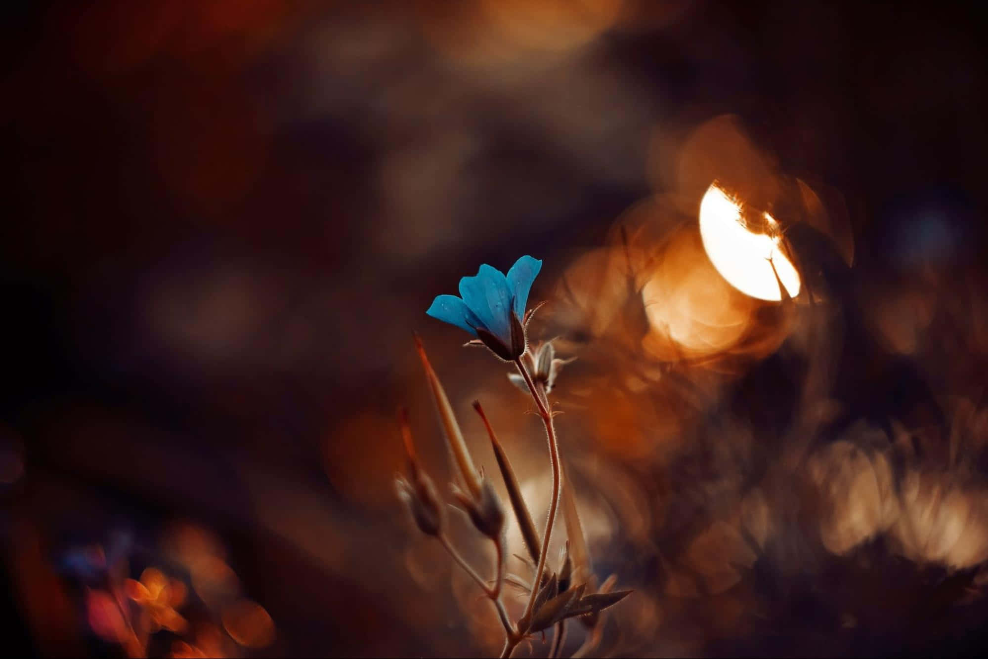 blue flower, vivid blue, bokeh background, Full HD Desktop Wallpaper