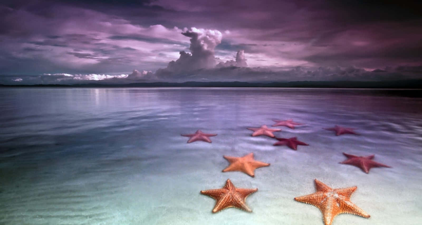 starfish, shallow water, turquoise water, HD Desktop Wallpaper