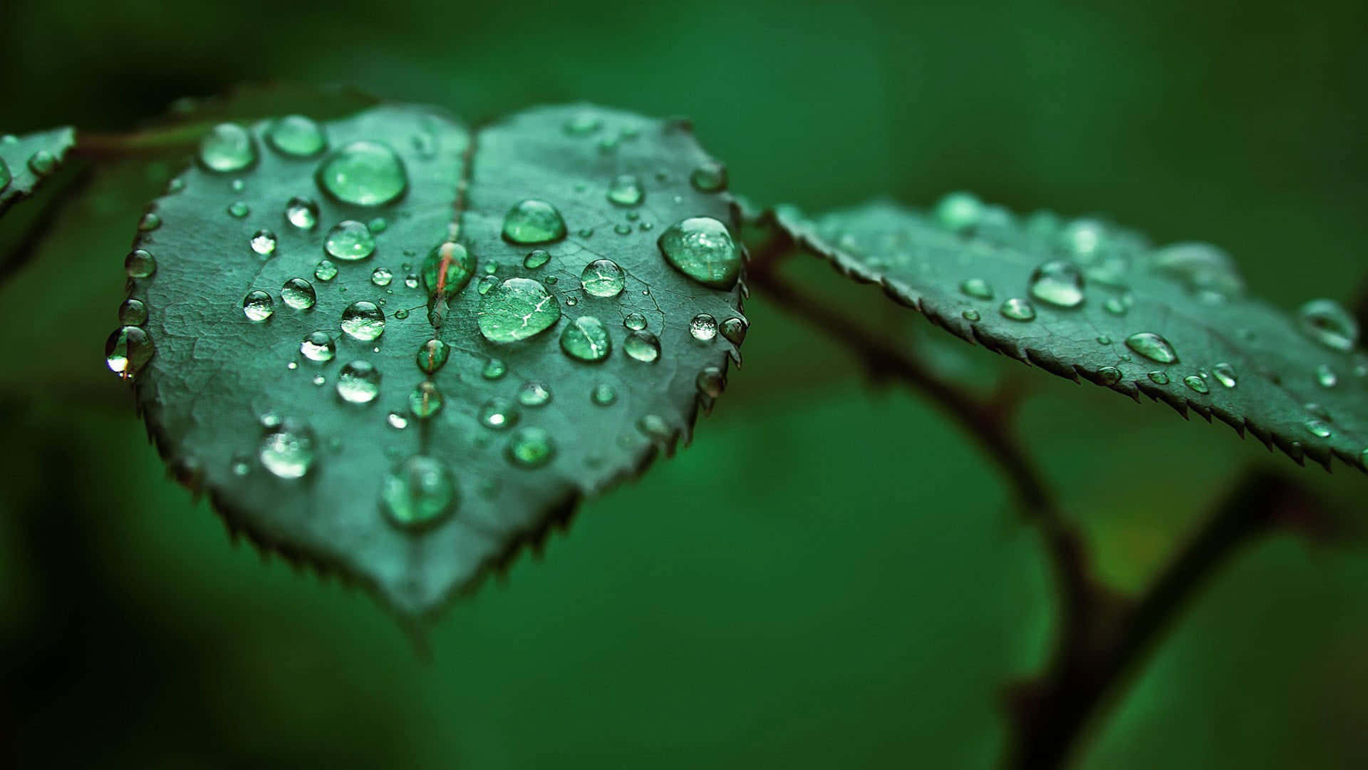 Shallow, heart-shaped green leaf, glistening water droplets, Full HD Desktop Wallpaper